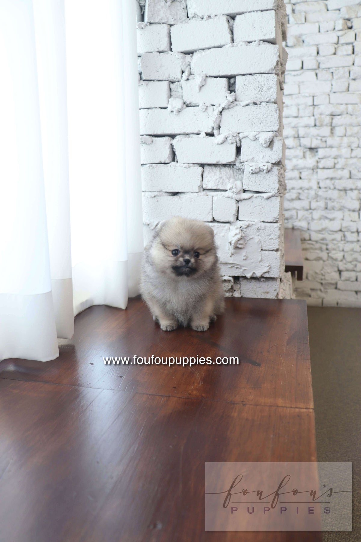 Maui - Pomeranian F.