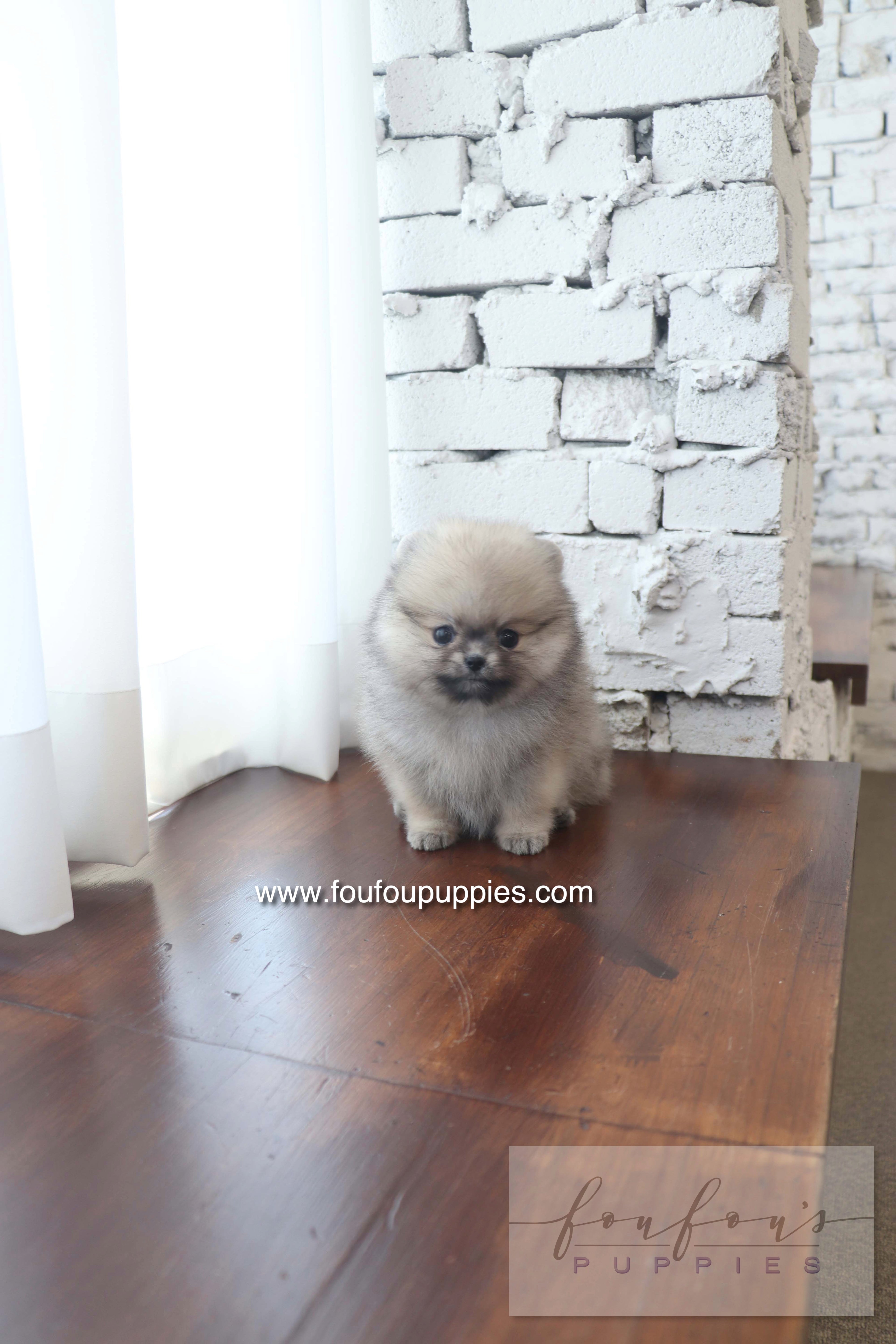 Maui - Pomeranian F.