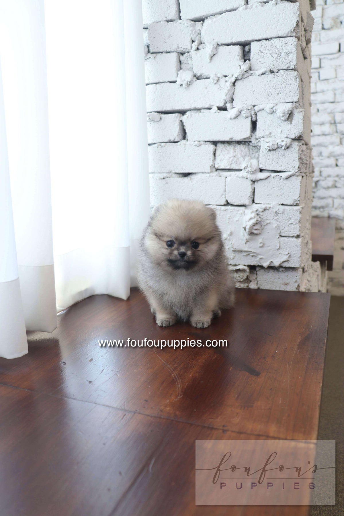 Maui - Pomeranian F.
