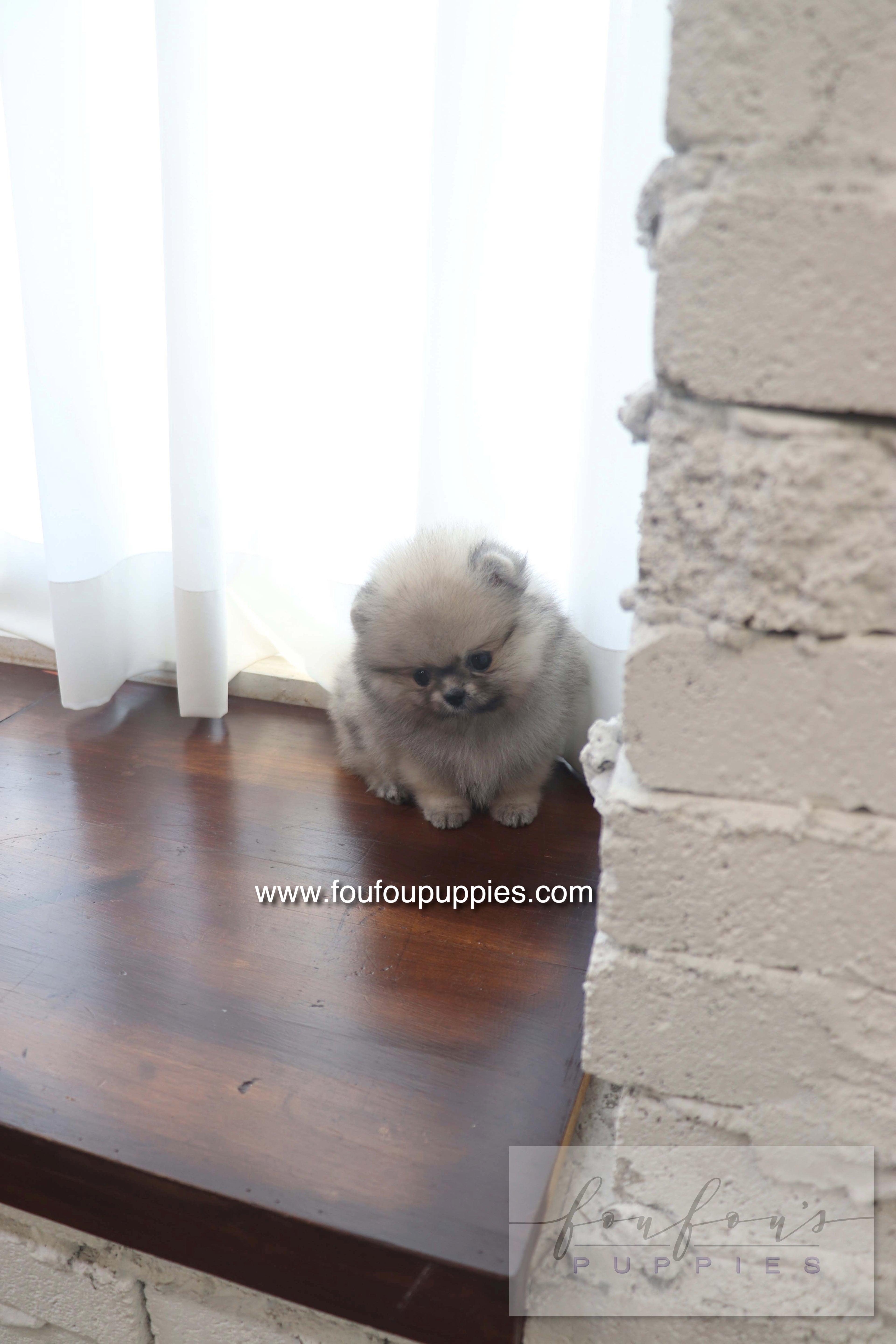 Maui - Pomeranian F.