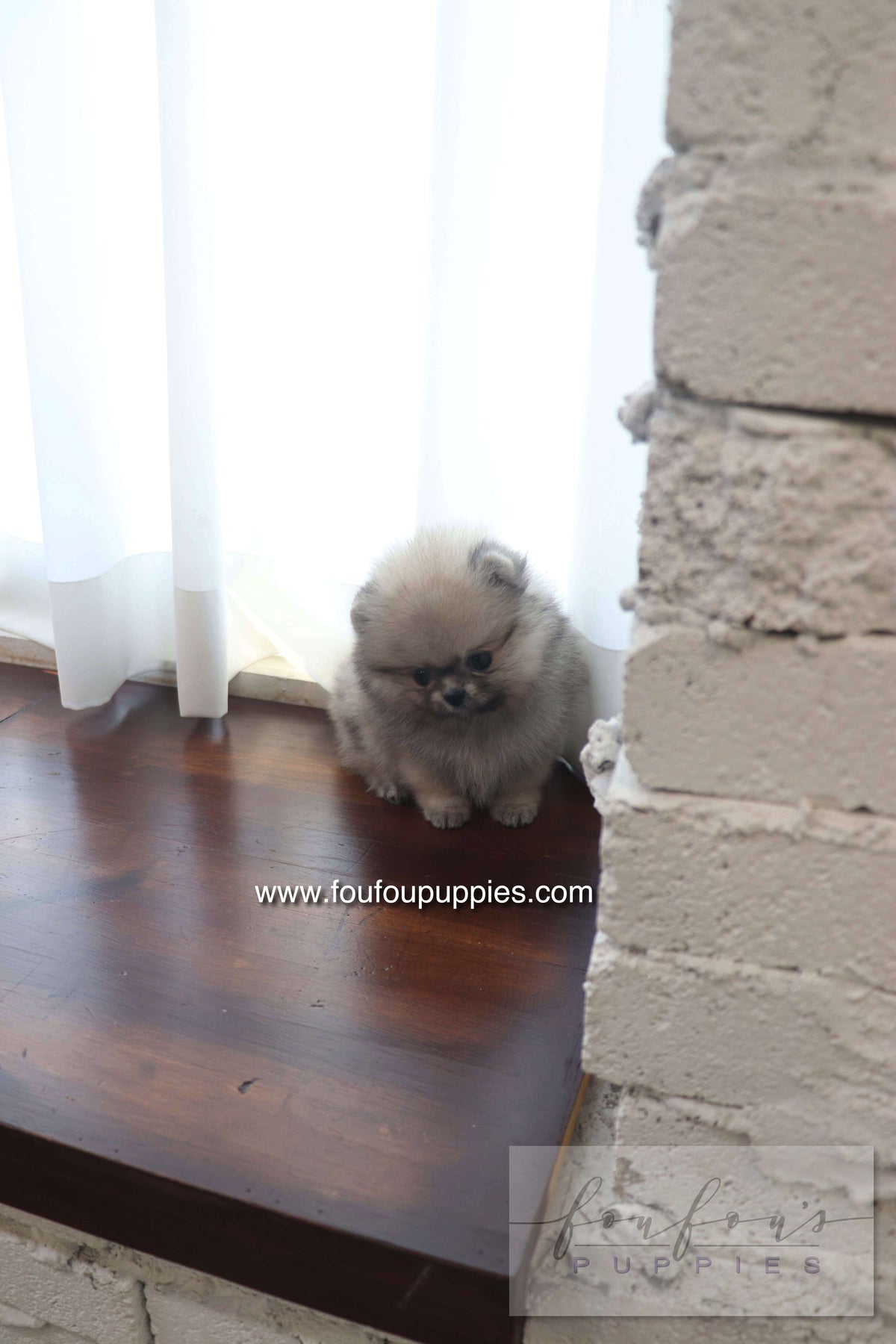 Maui - Pomeranian F.