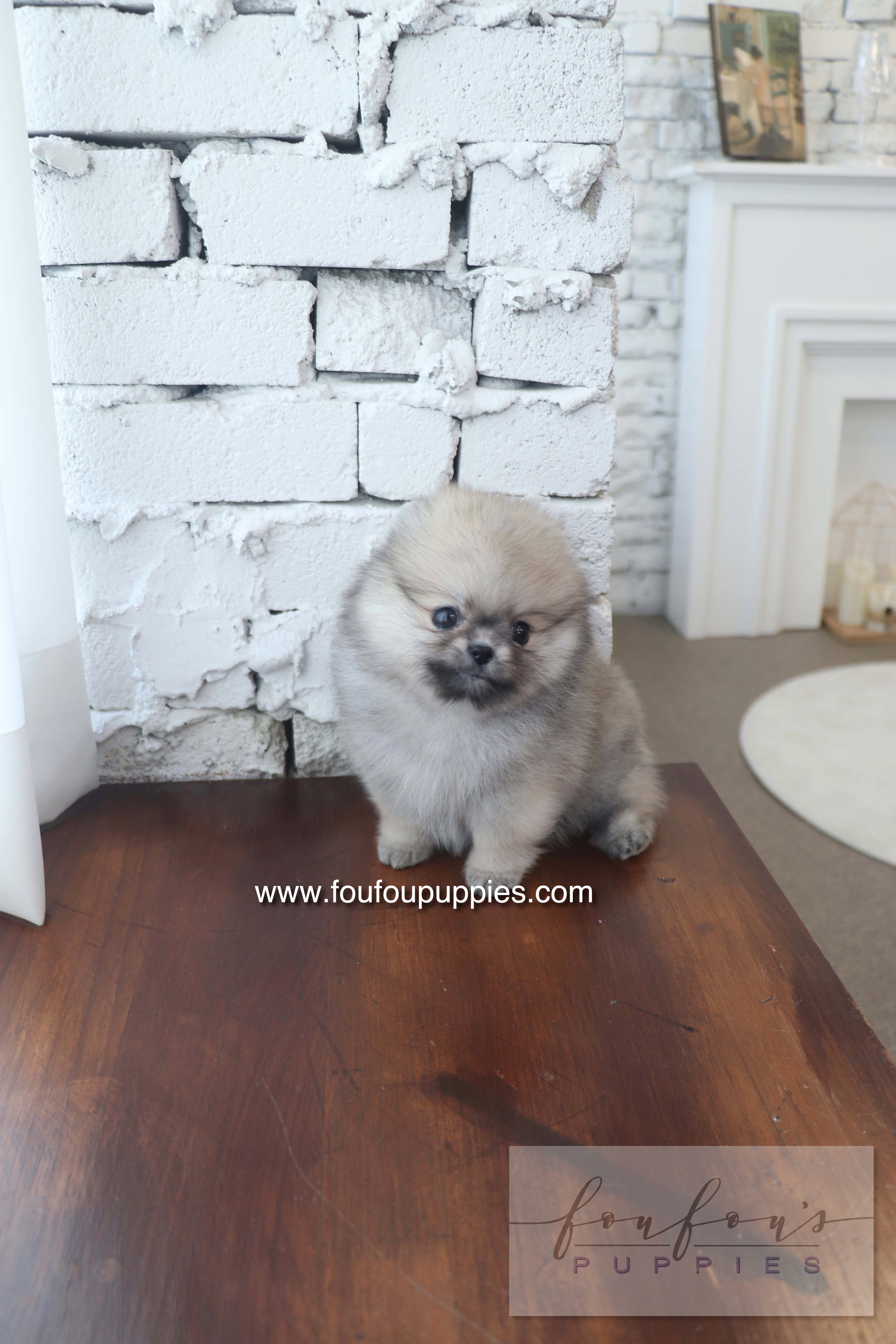 Maui - Pomeranian F.