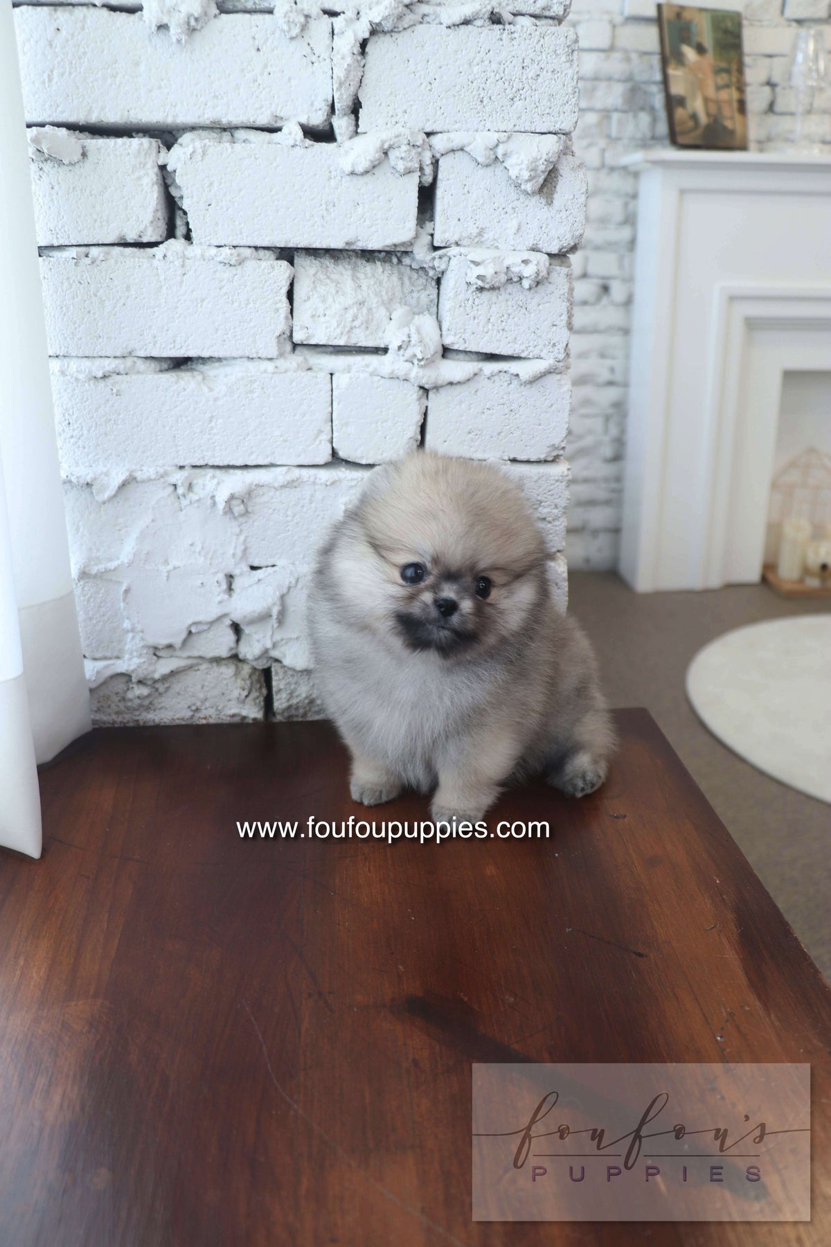 Maui - Pomeranian F.