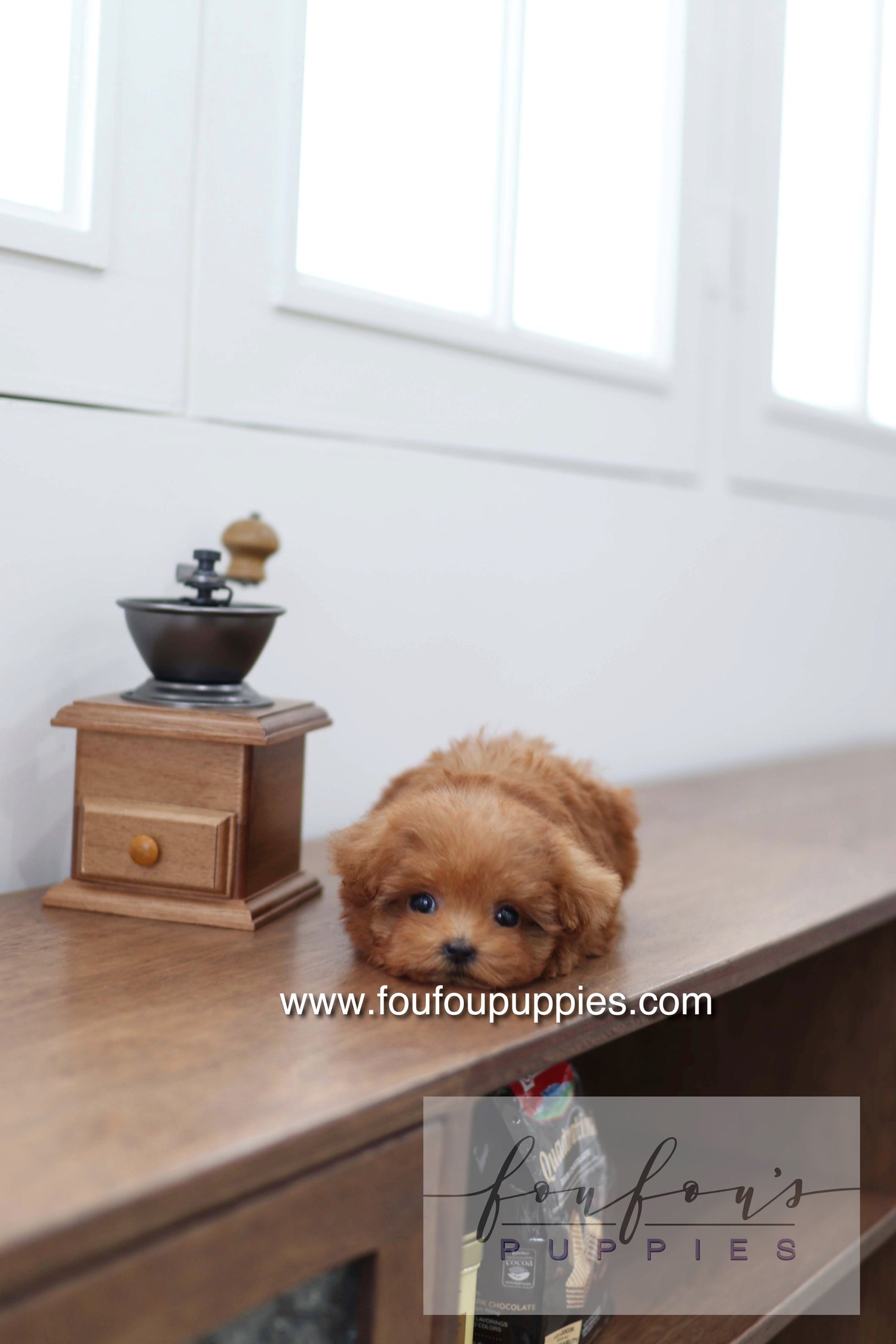 Cherry - Poodle F.