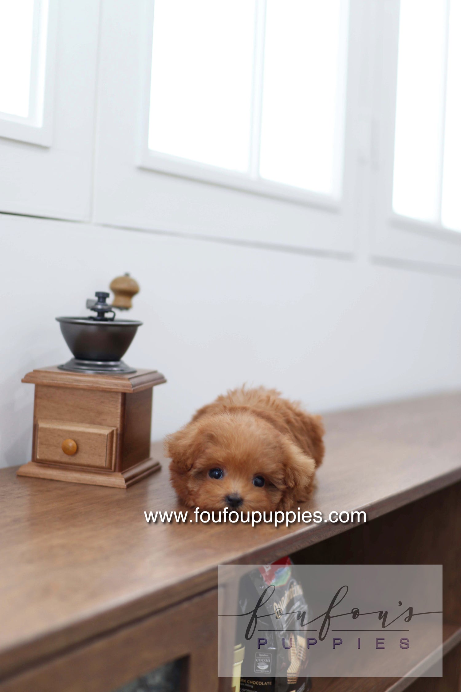 Cherry - Poodle F.