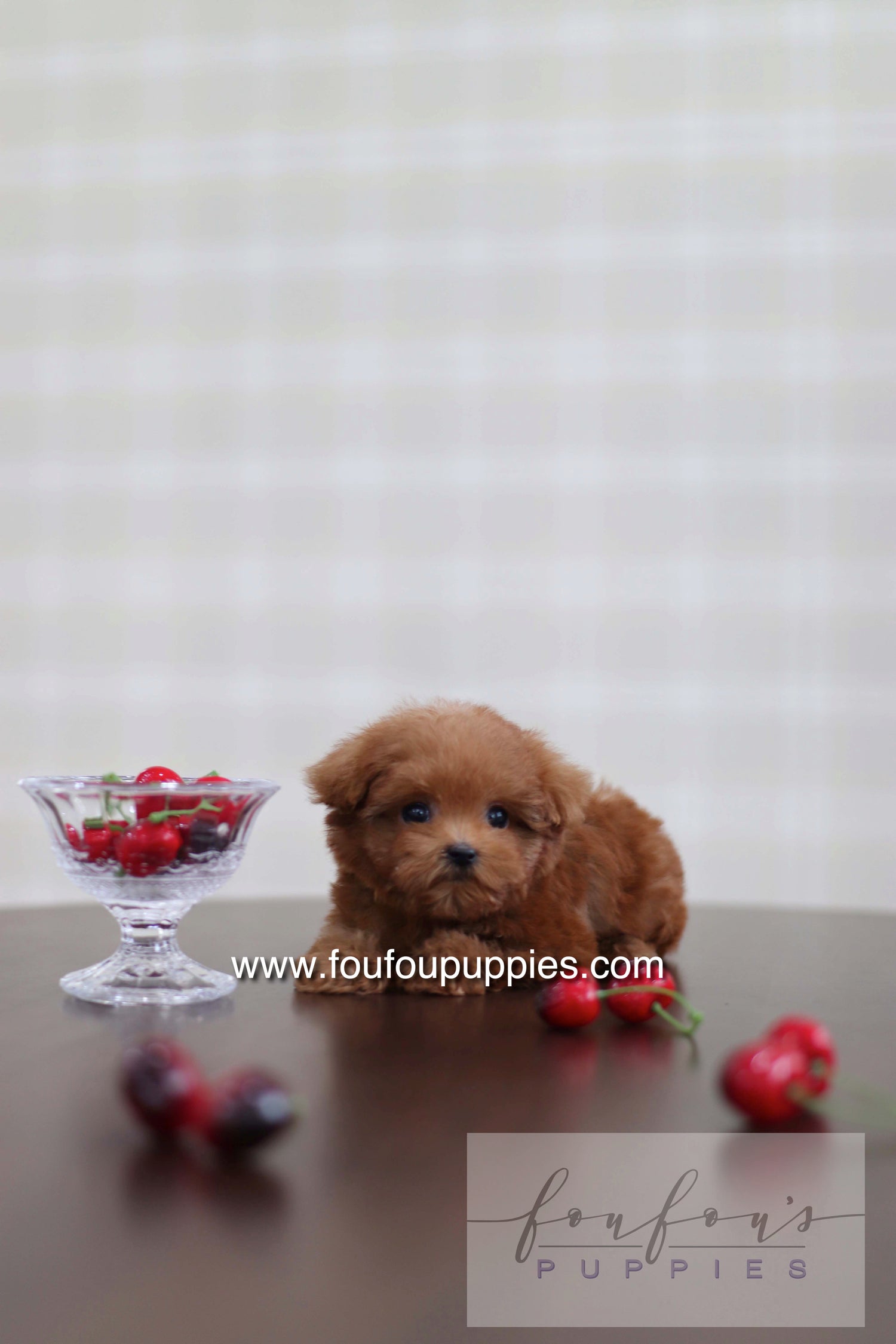 Cherry - Poodle F.