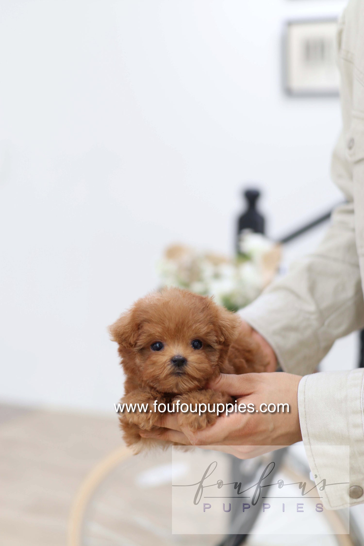 Cherry - Poodle F.