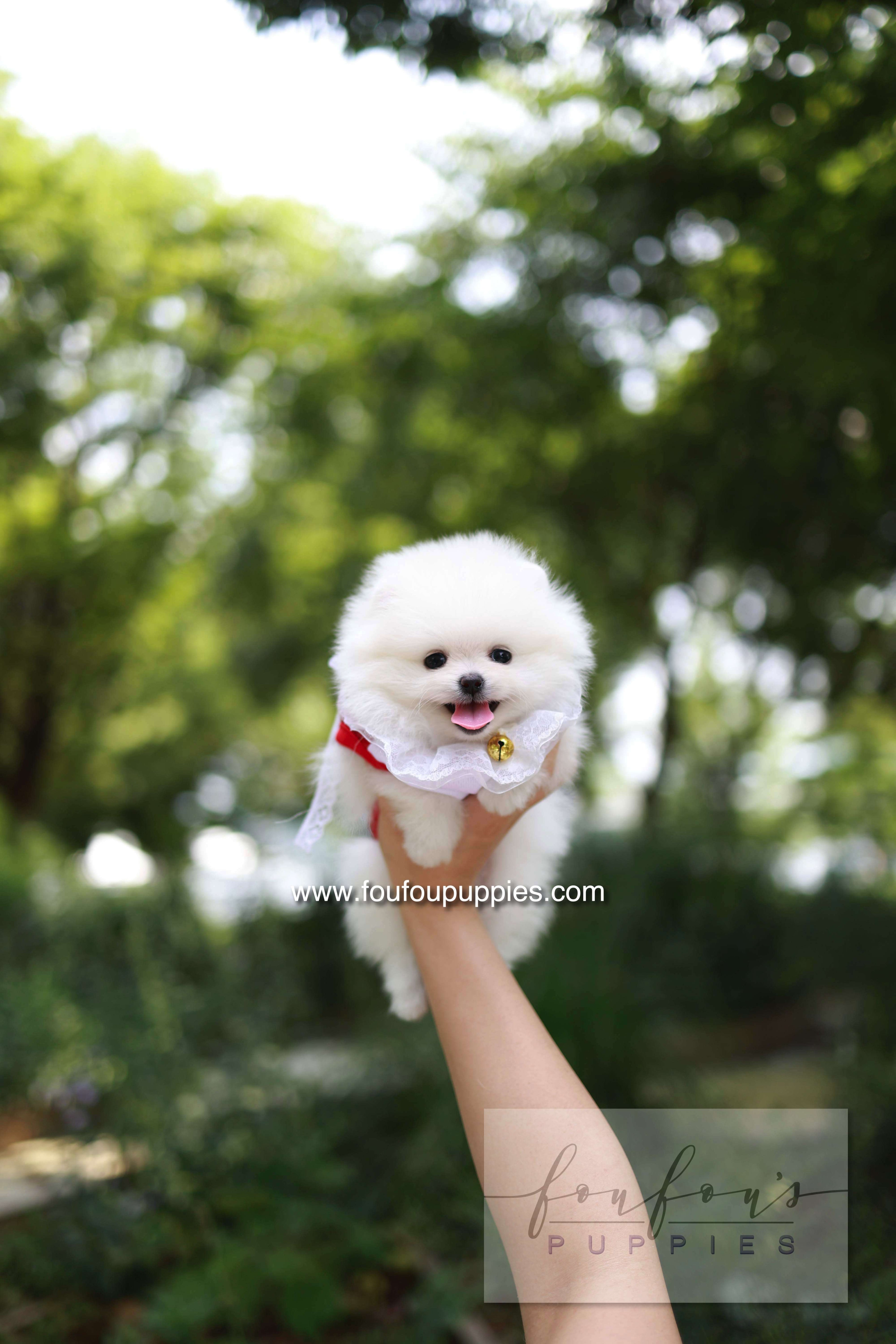 Yumi - Pomeranian F.