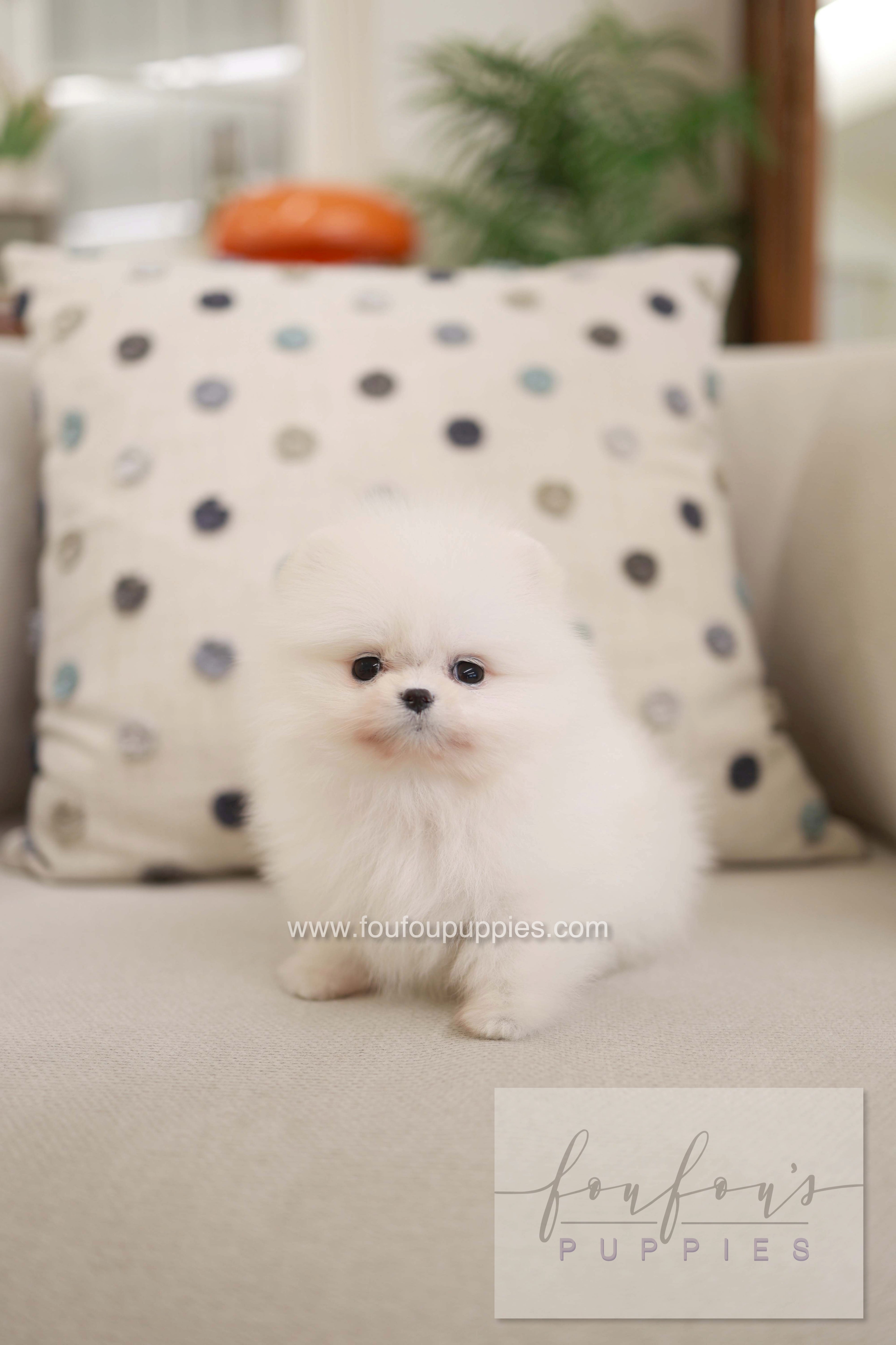 Milli - Pomeranian F.