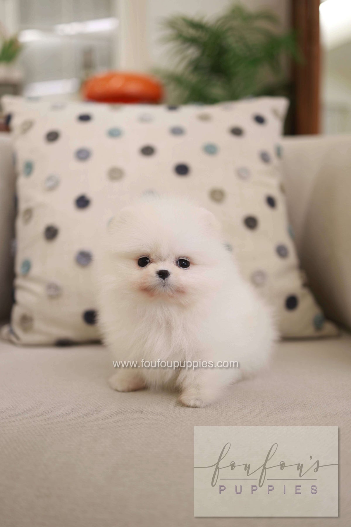 Milli - Pomeranian F.