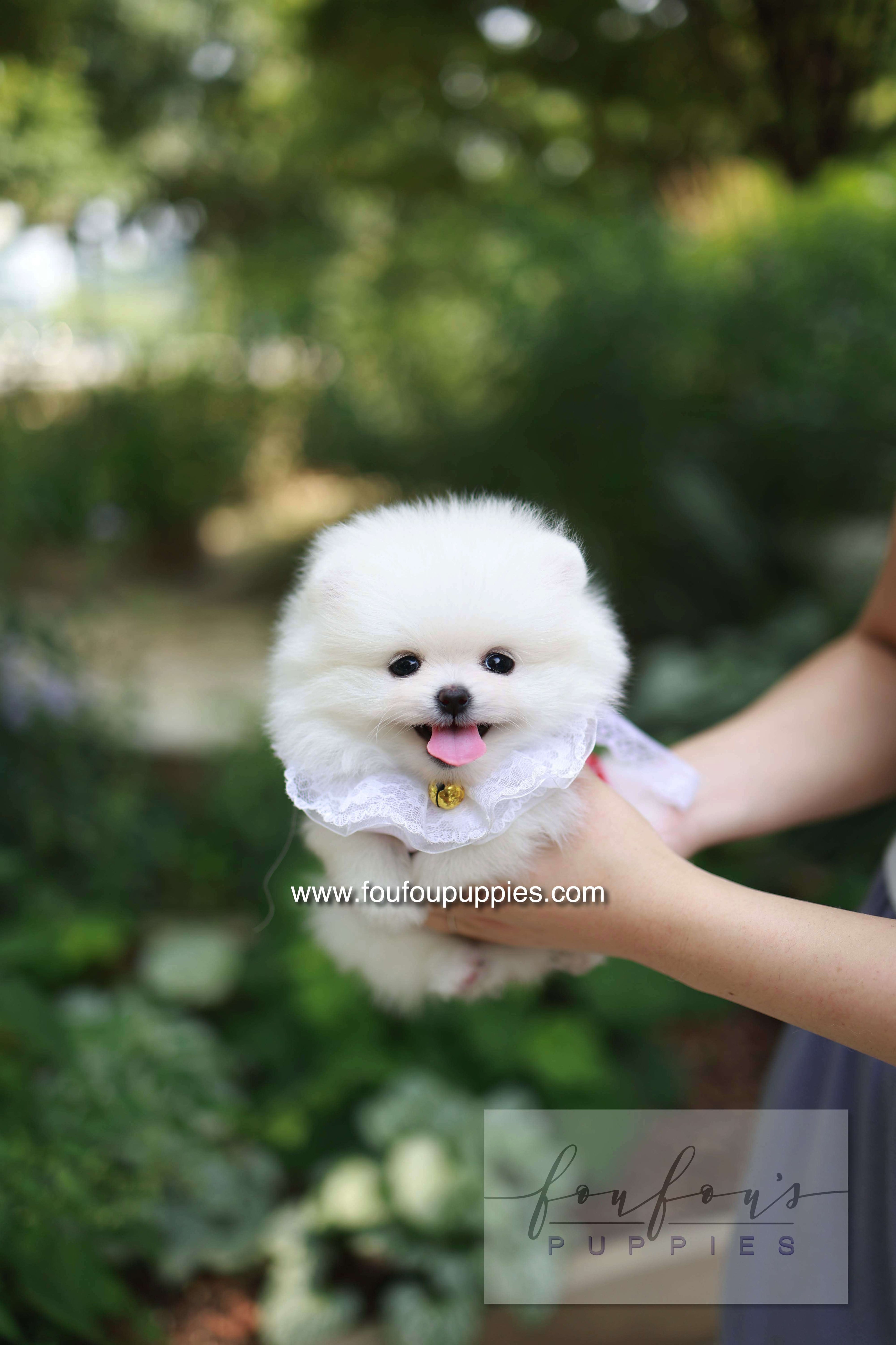 Yumi - Pomeranian F.