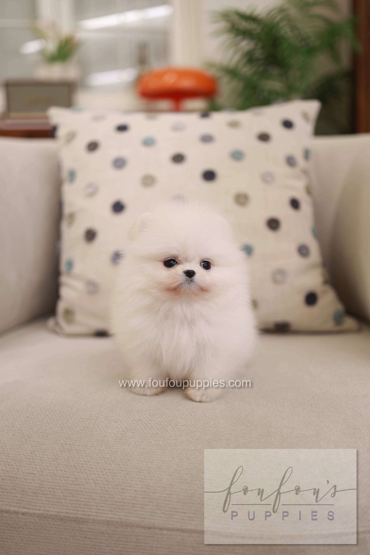 Milli - Pomeranian F.