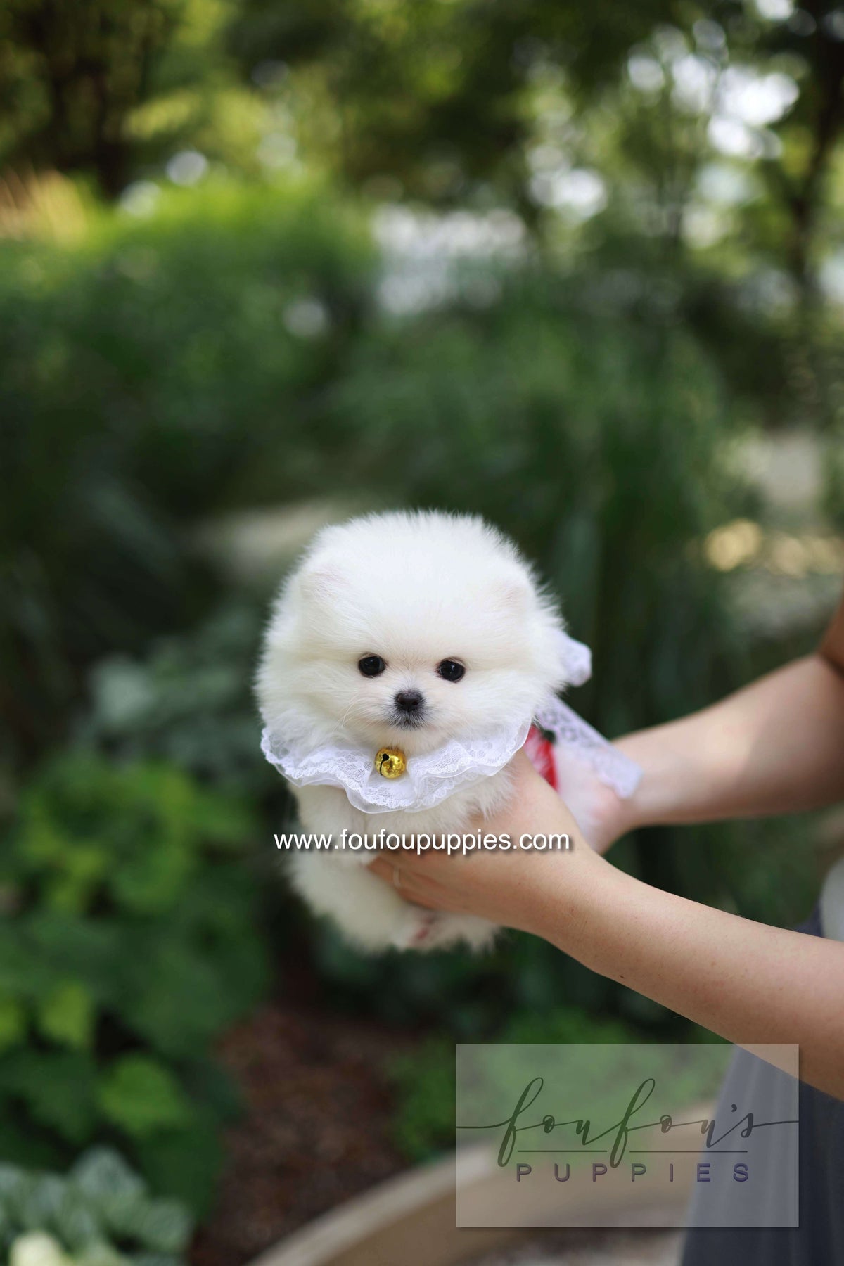 Yumi - Pomeranian F.