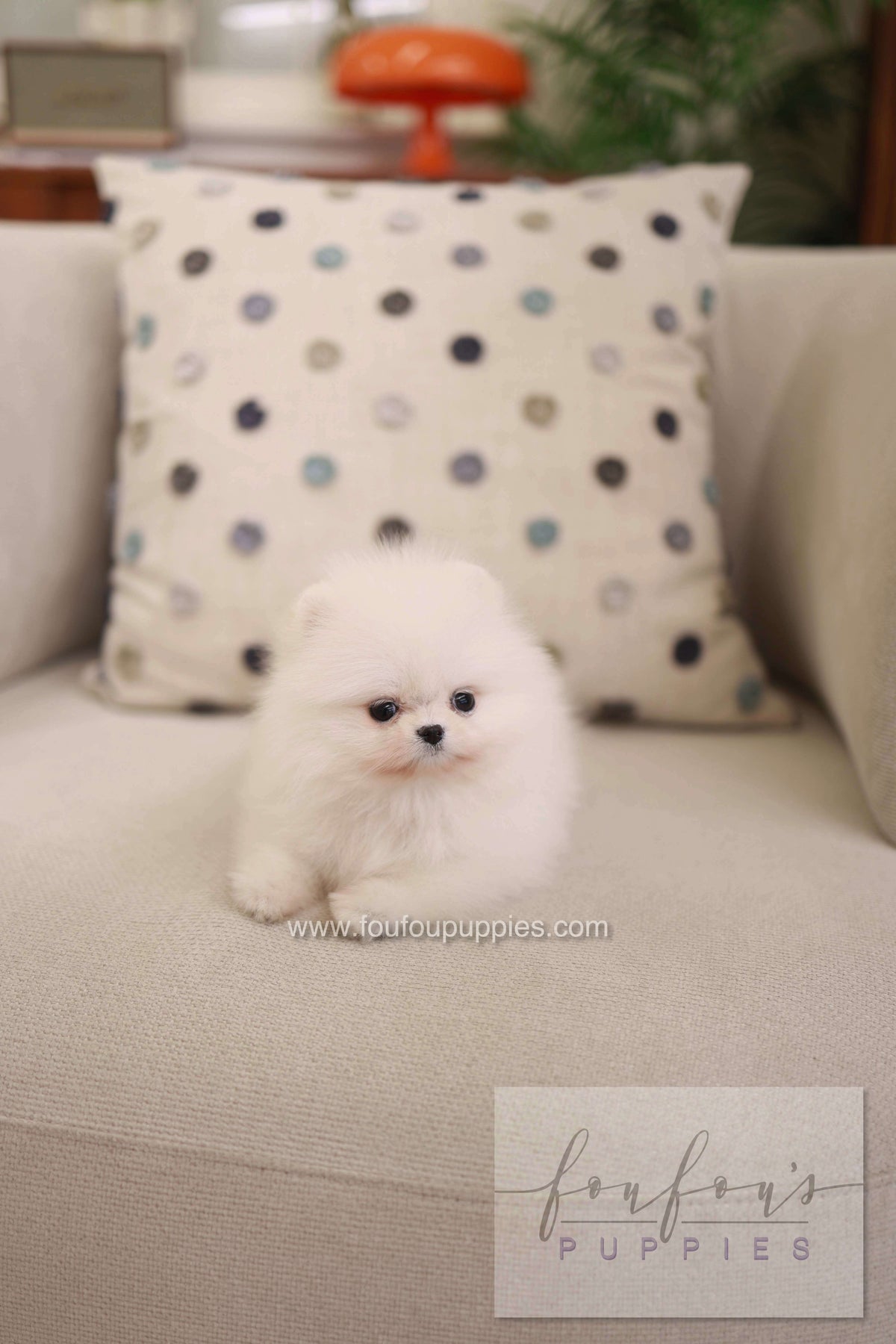 Milli - Pomeranian F.
