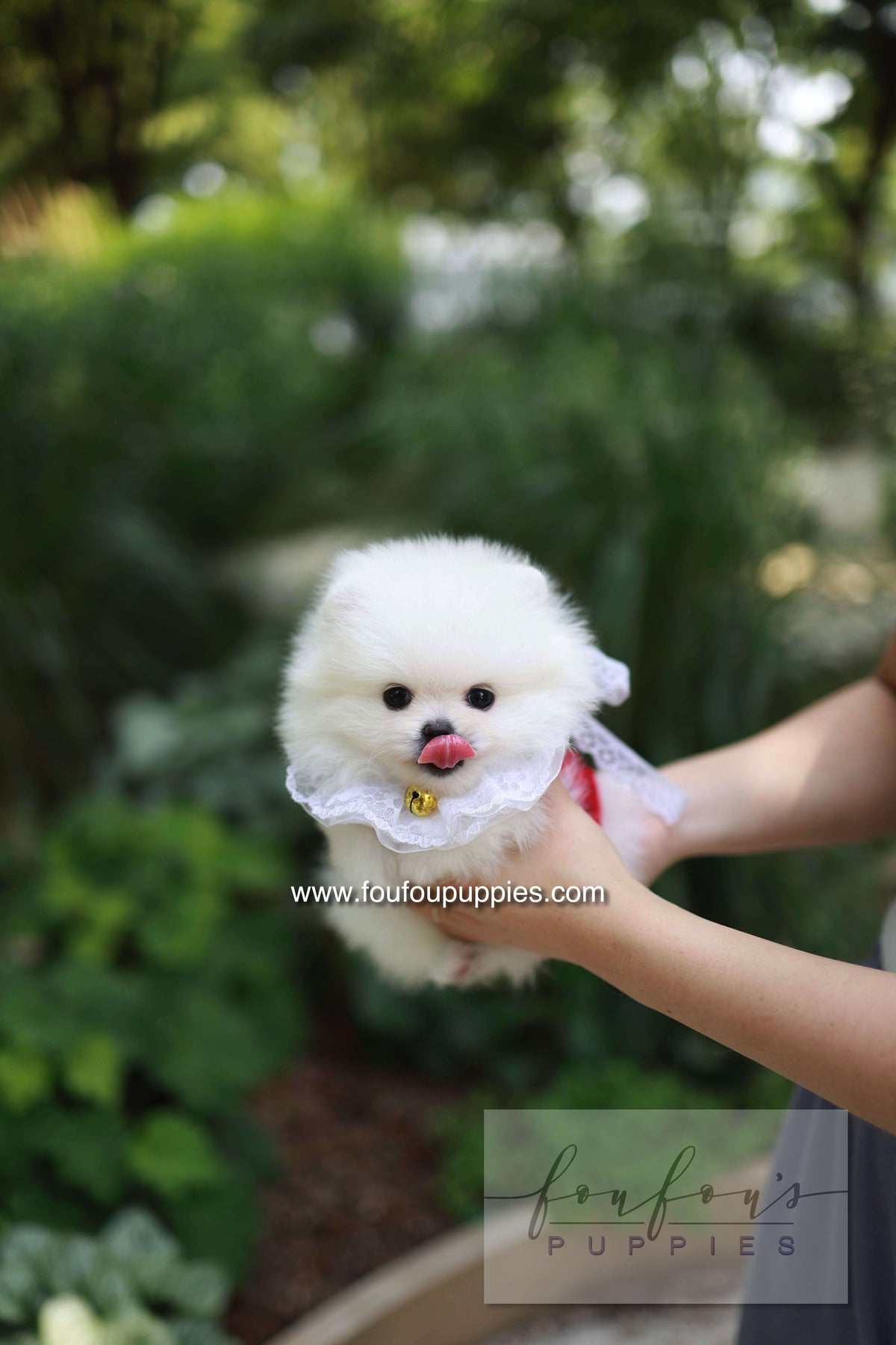Yumi - Pomeranian F.
