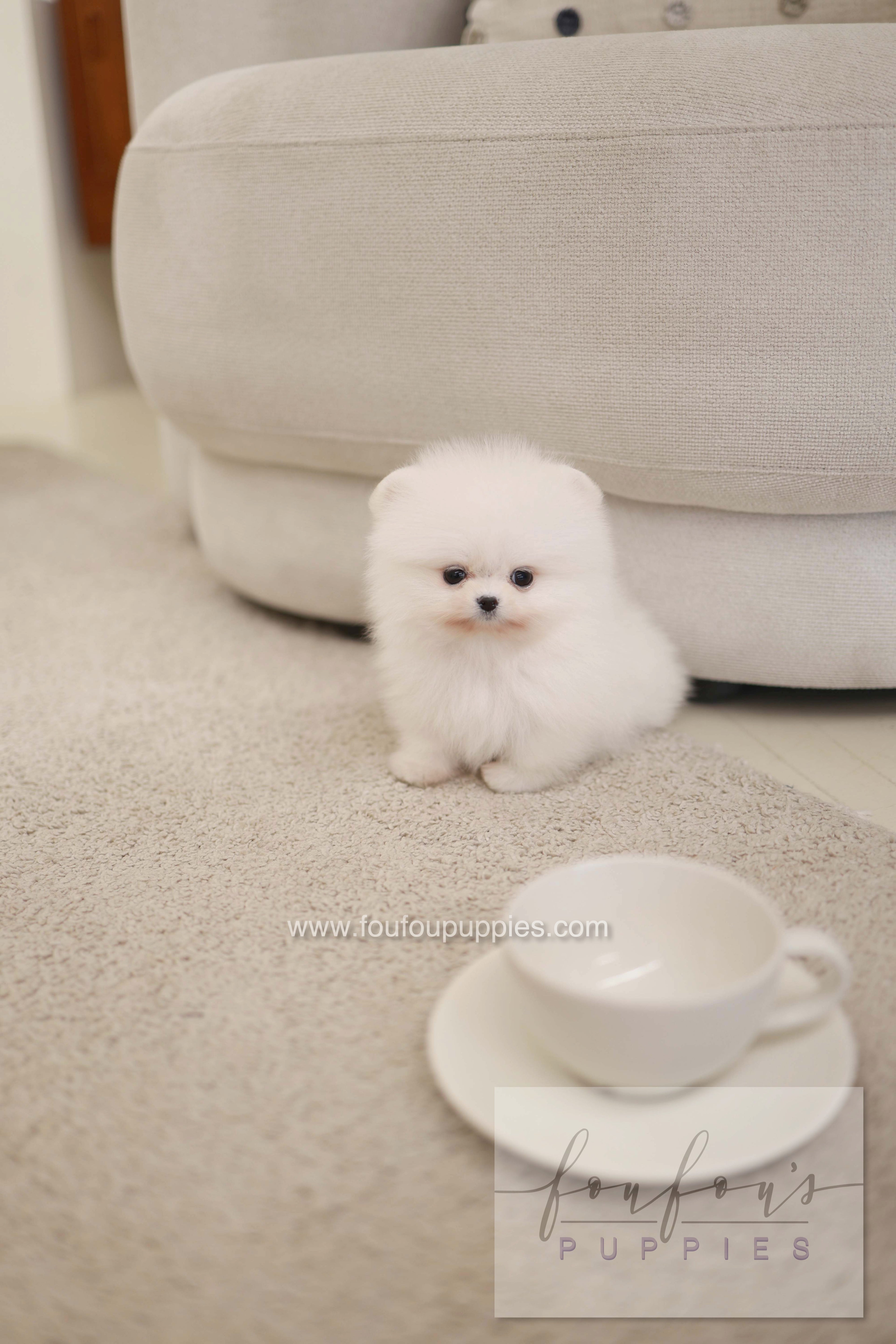 Milli - Pomeranian F.