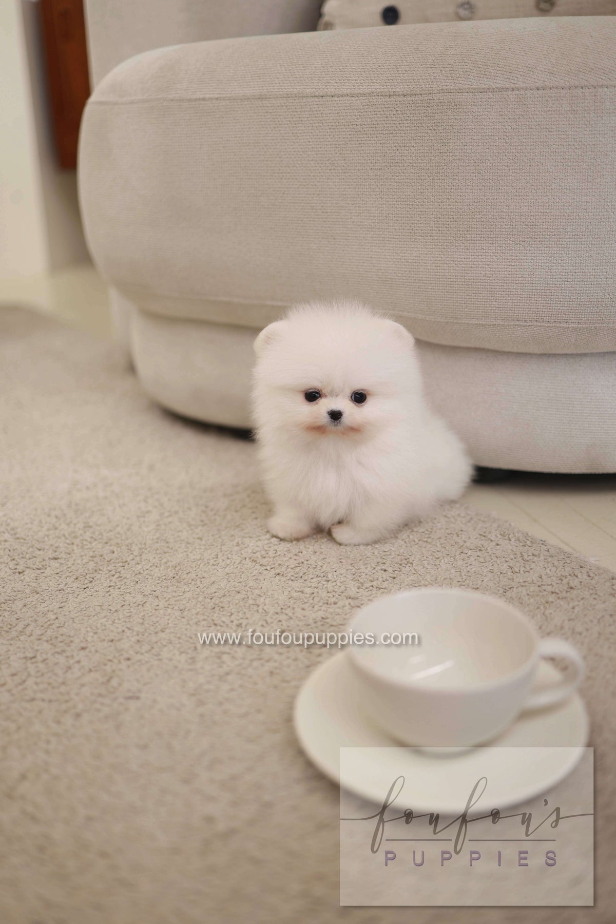 Milli - Pomeranian F.