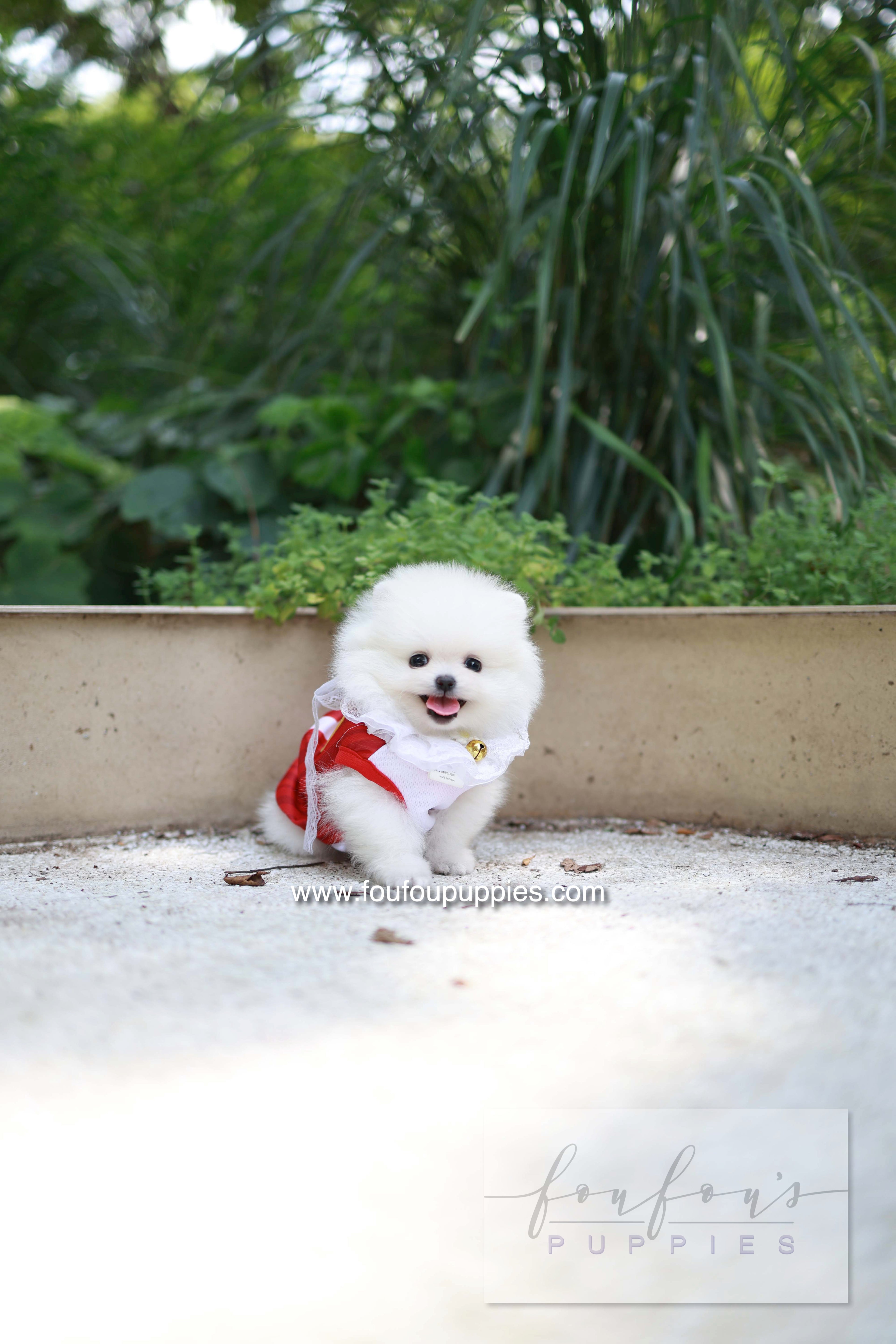 Yumi - Pomeranian F.