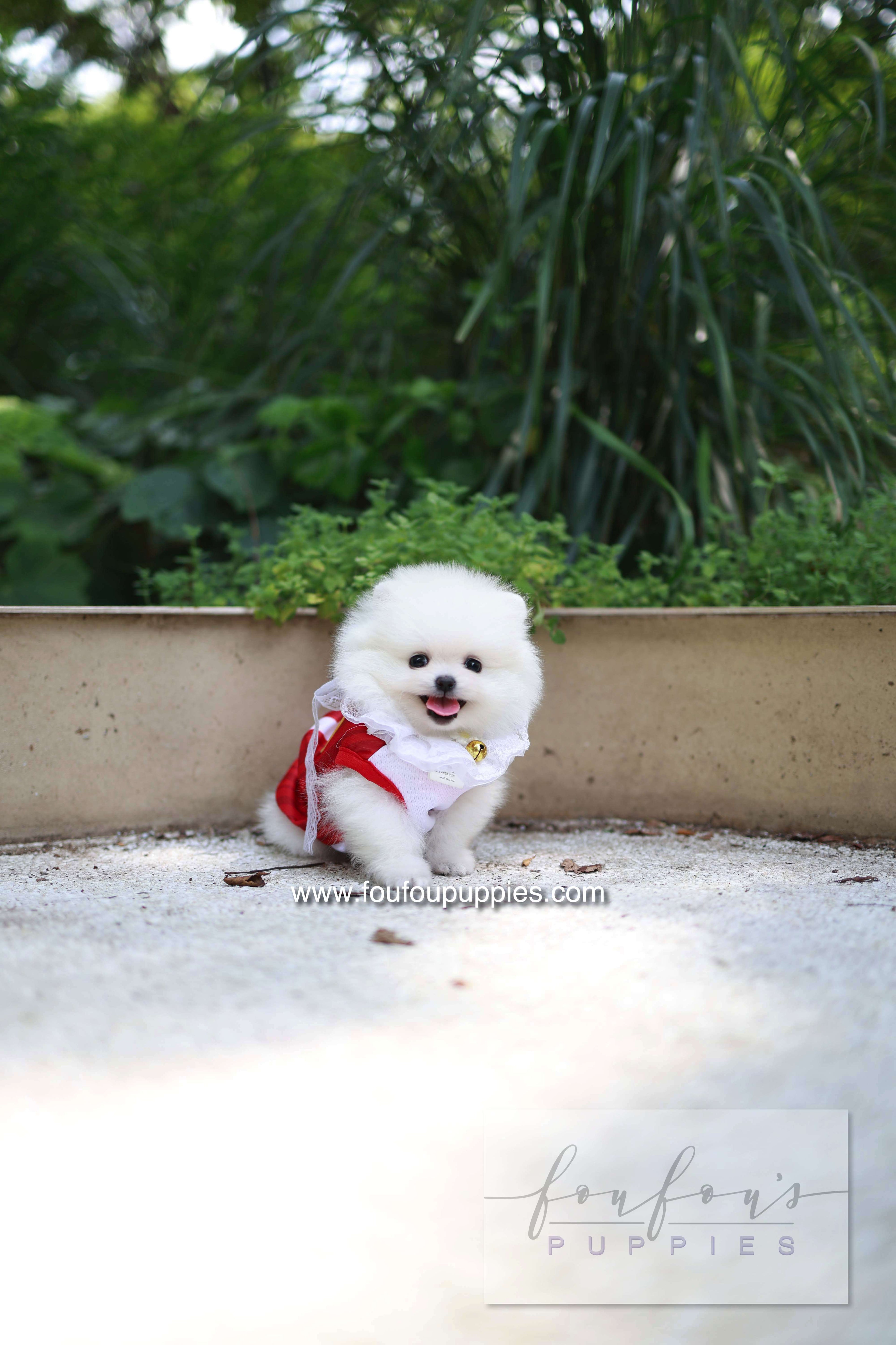Yumi - Pomeranian F.