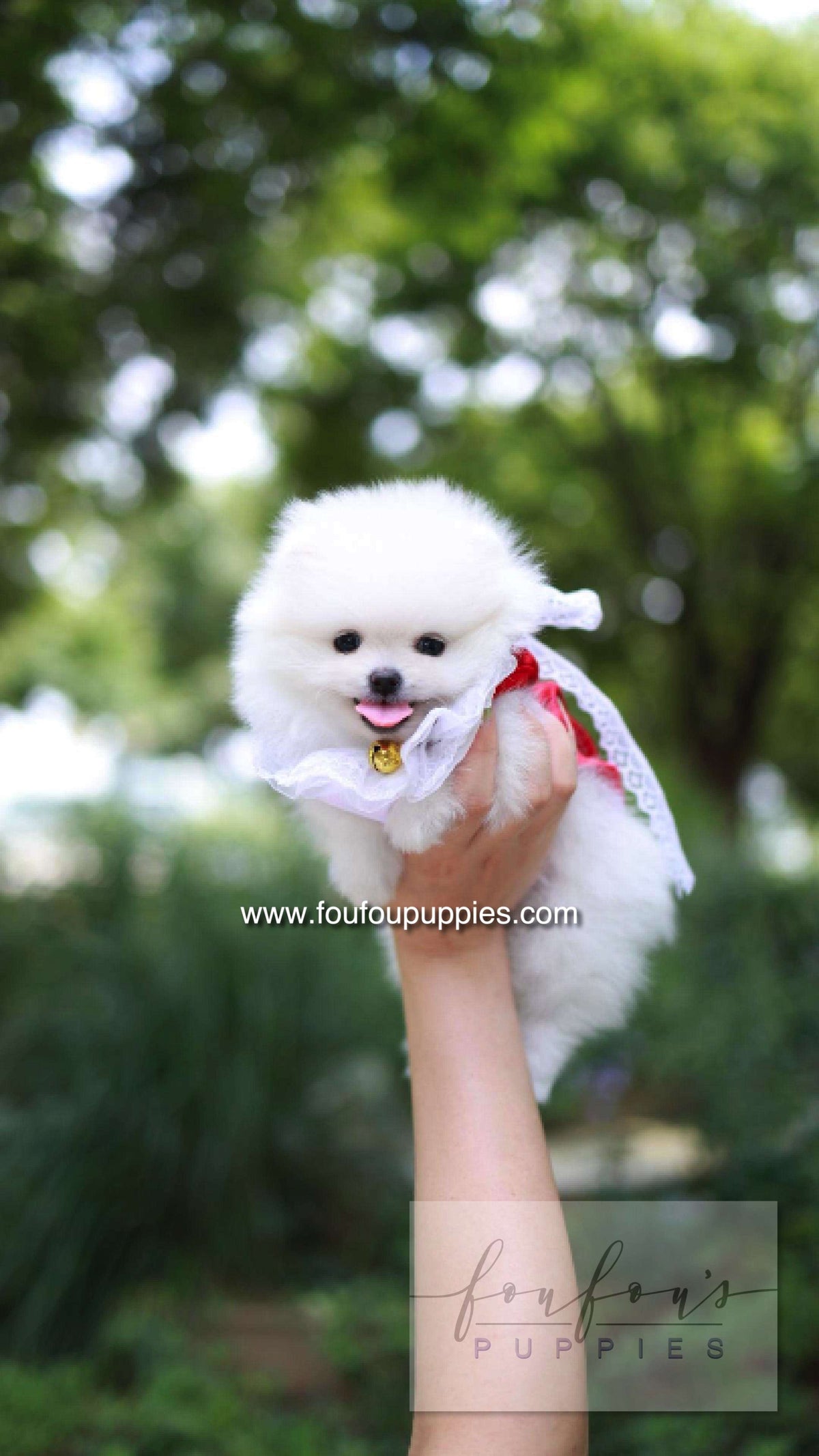 Yumi - Pomeranian F.