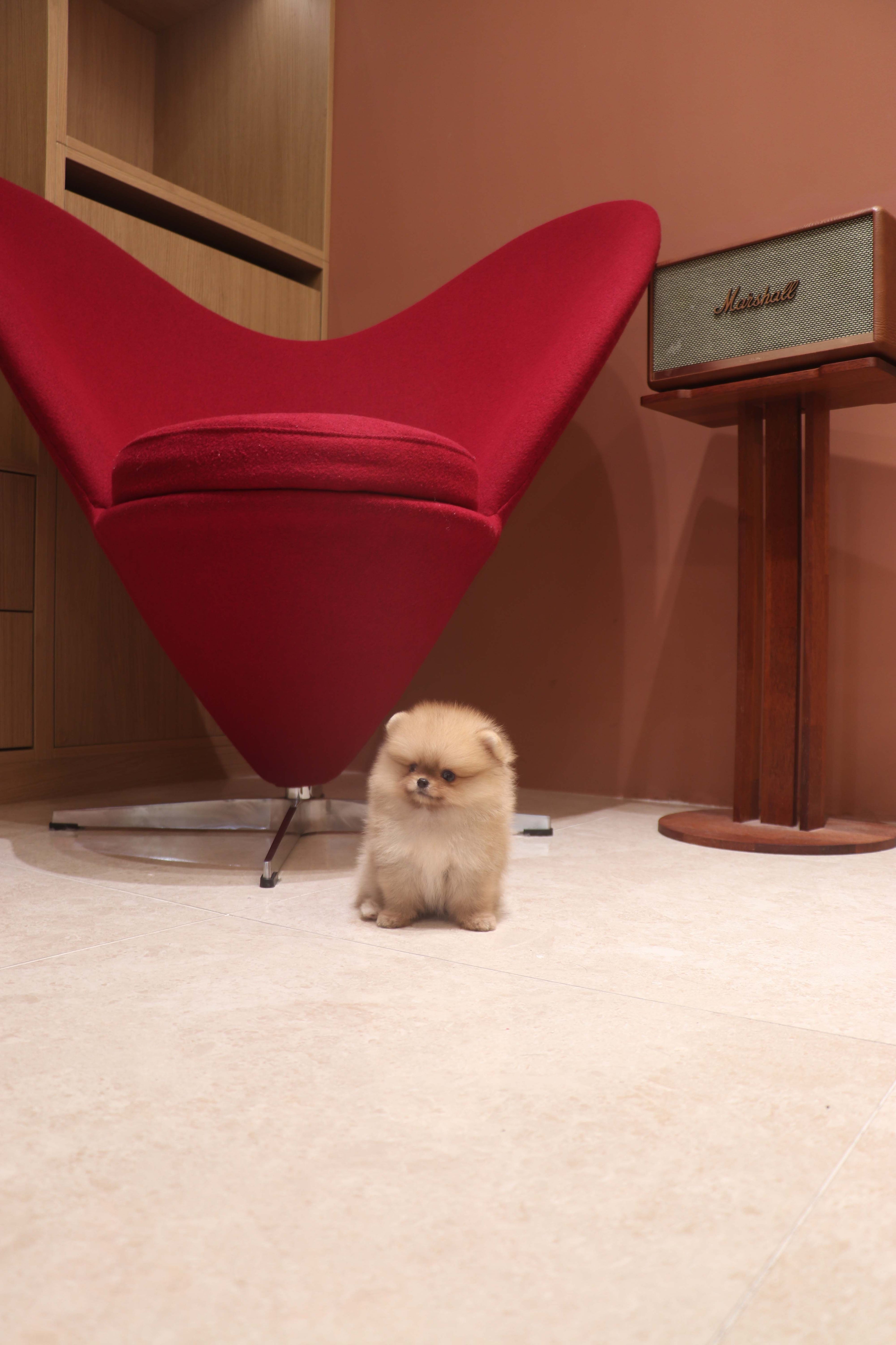 Lilo - Pomeranian F.