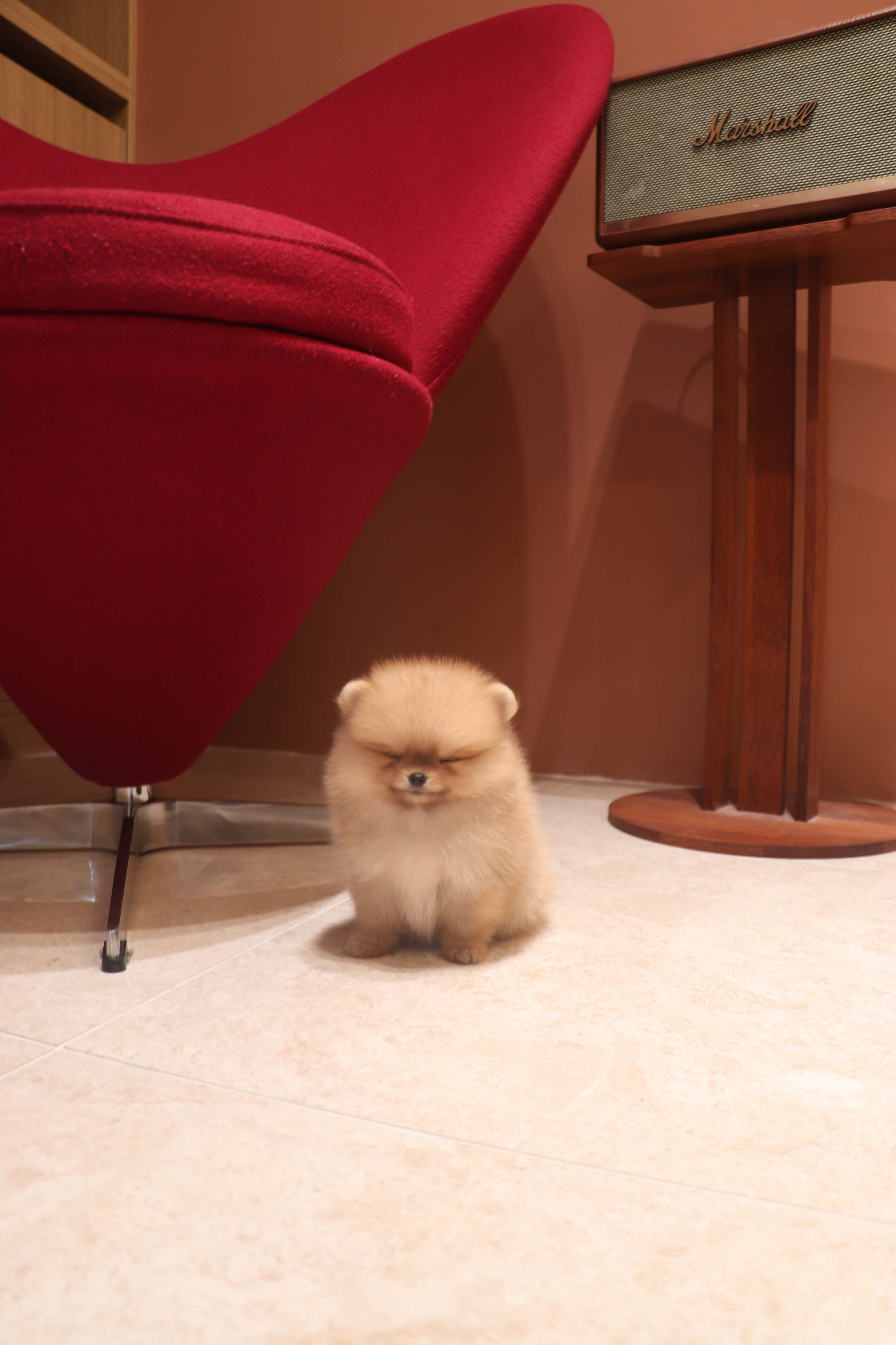 Lilo - Pomeranian F.