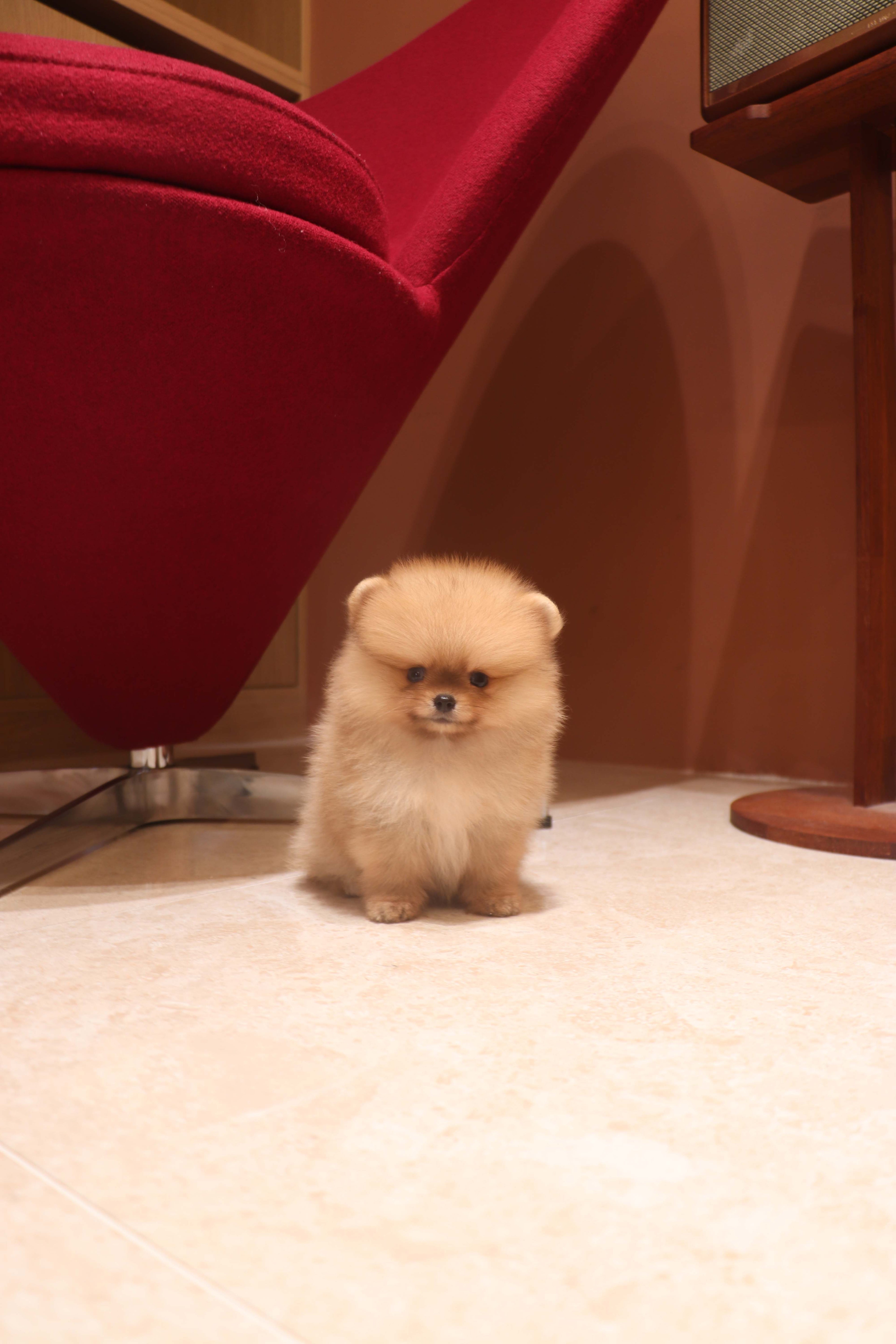 Lilo - Pomeranian F.