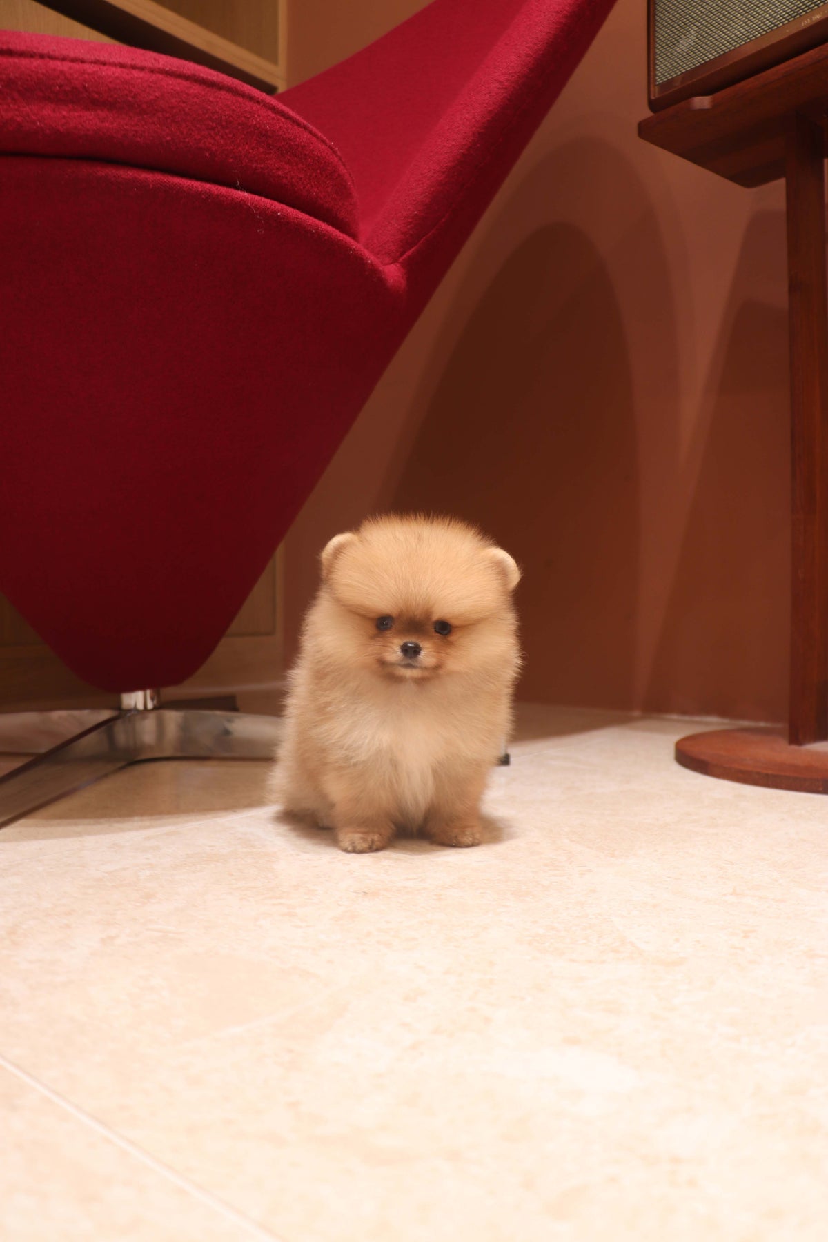 Lilo - Pomeranian F.