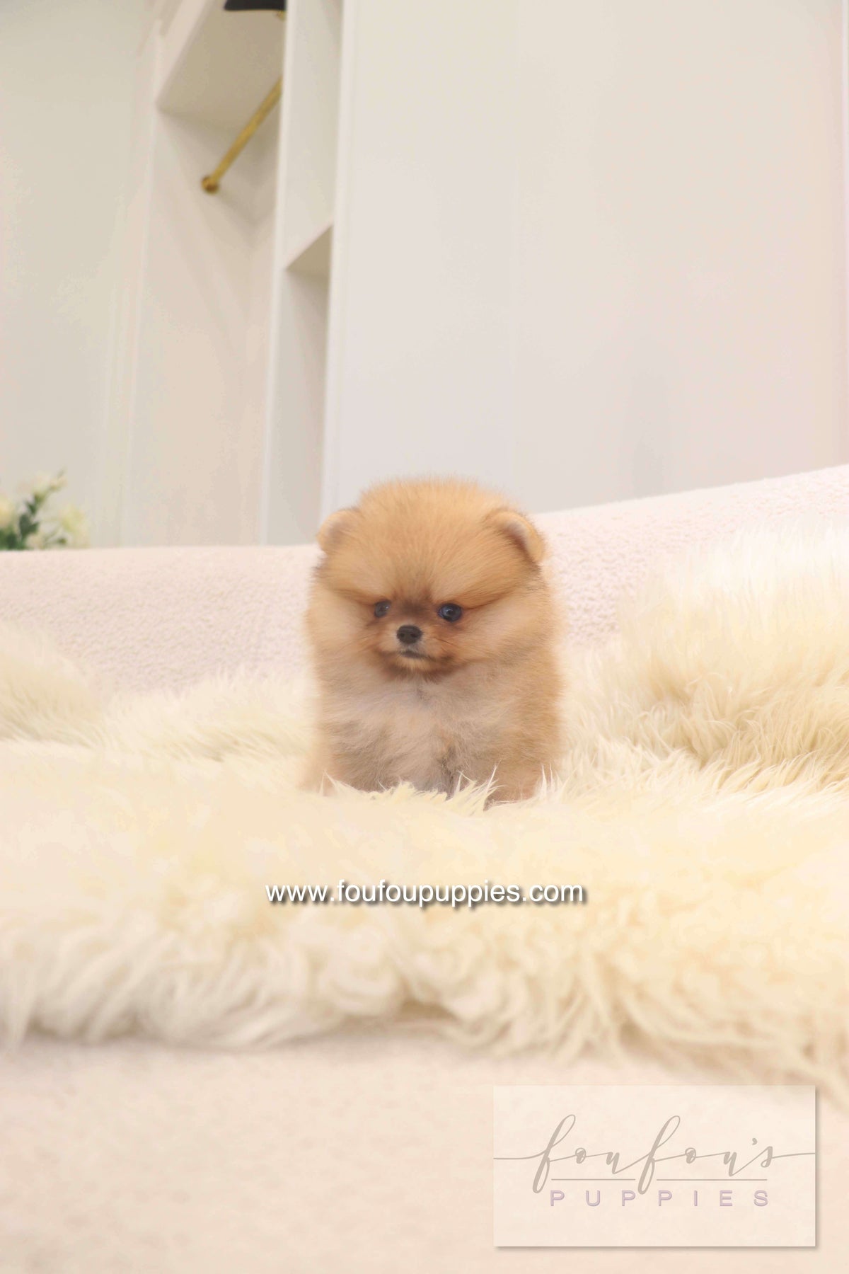 Lilo - Pomeranian F.
