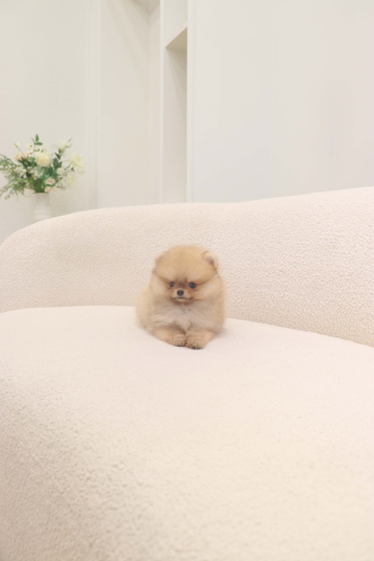 Lilo - Pomeranian F.