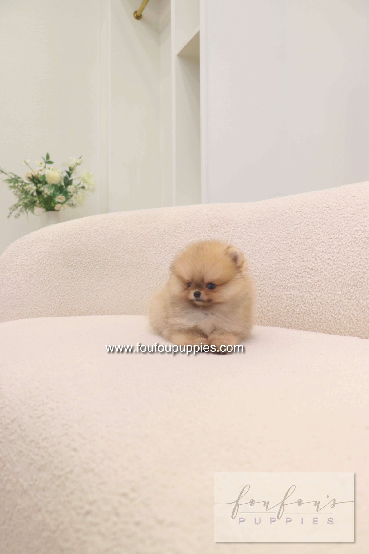 Lilo - Pomeranian F.