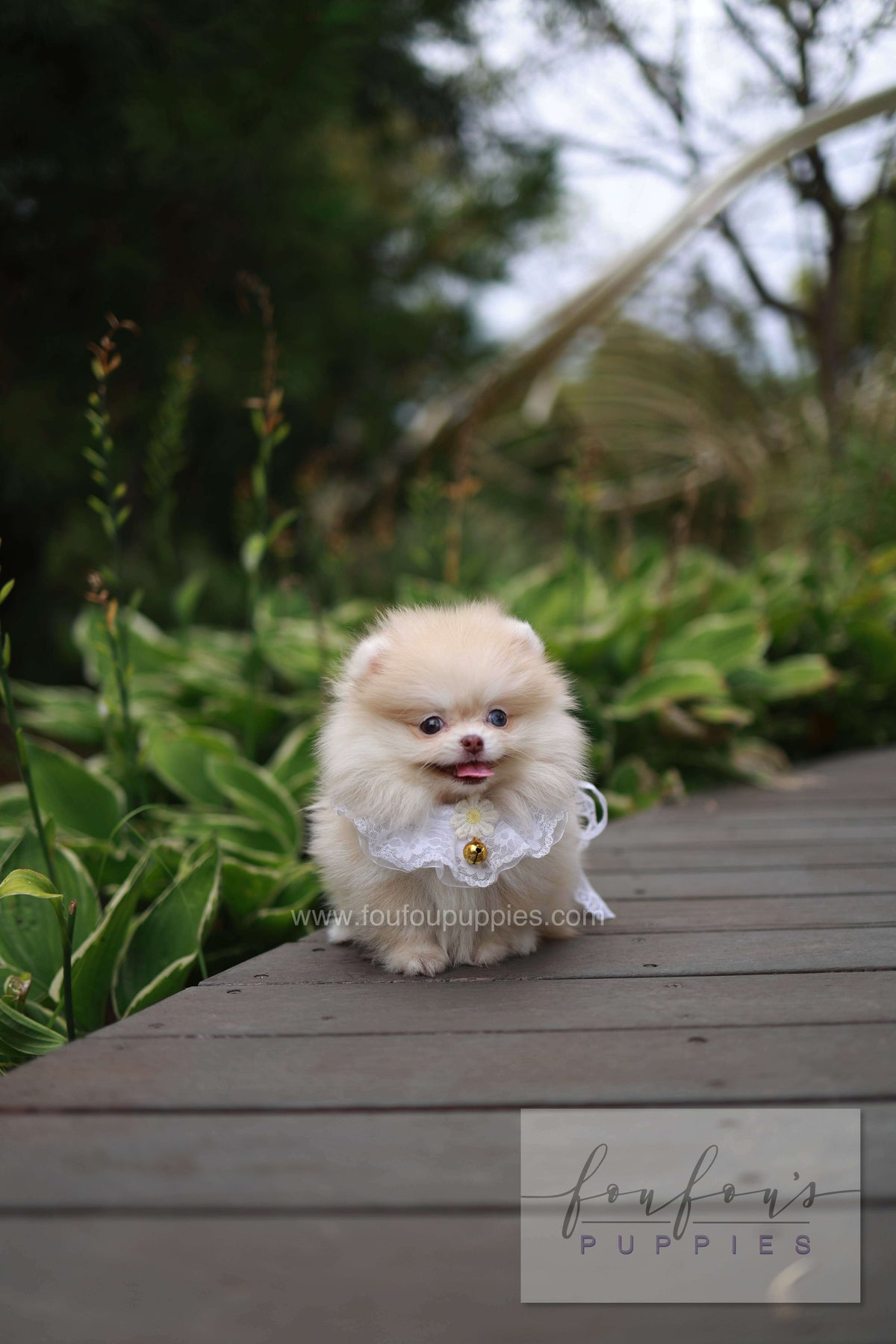 Percy - Pomeranian F.