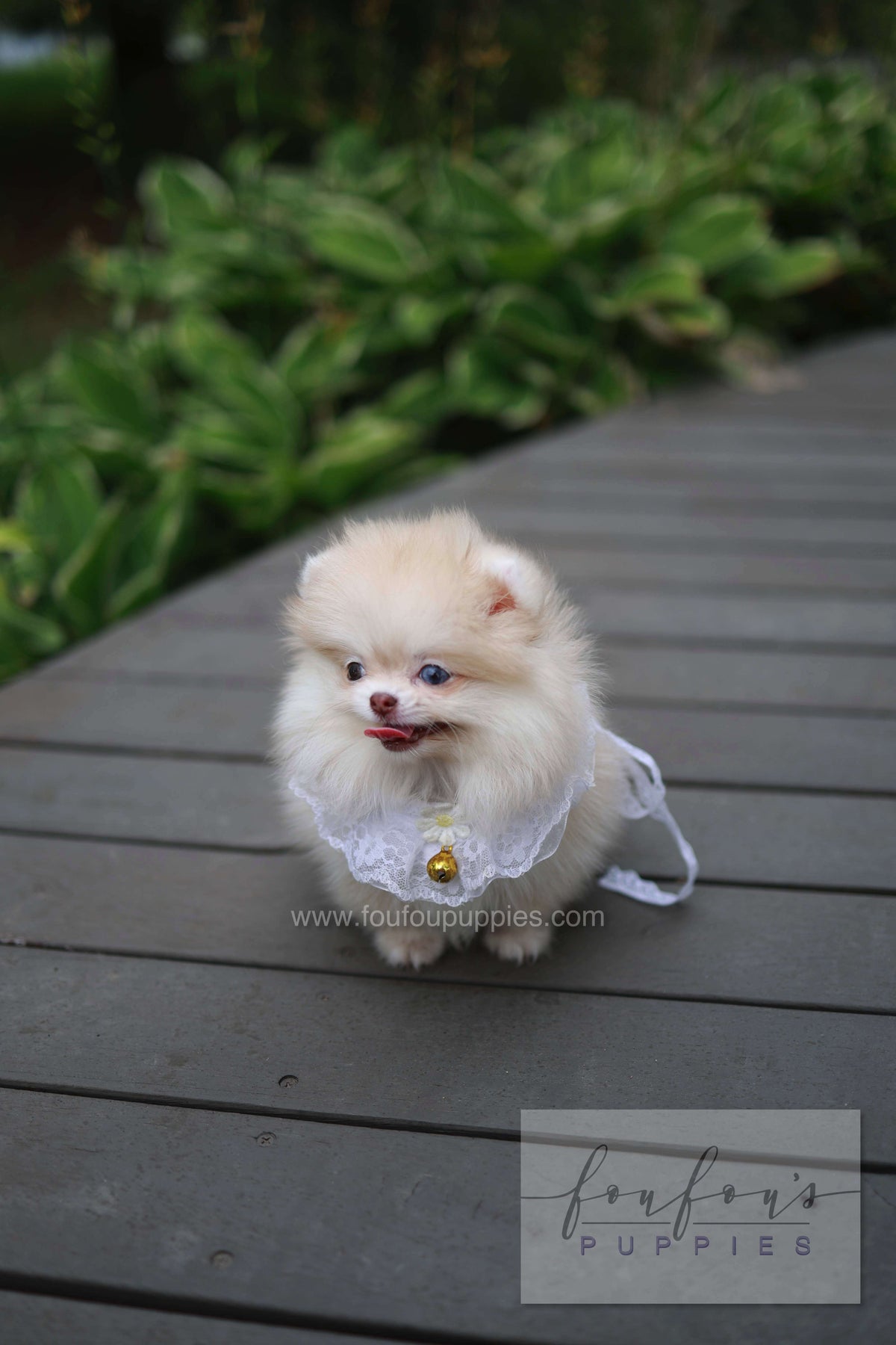 Percy - Pomeranian F.