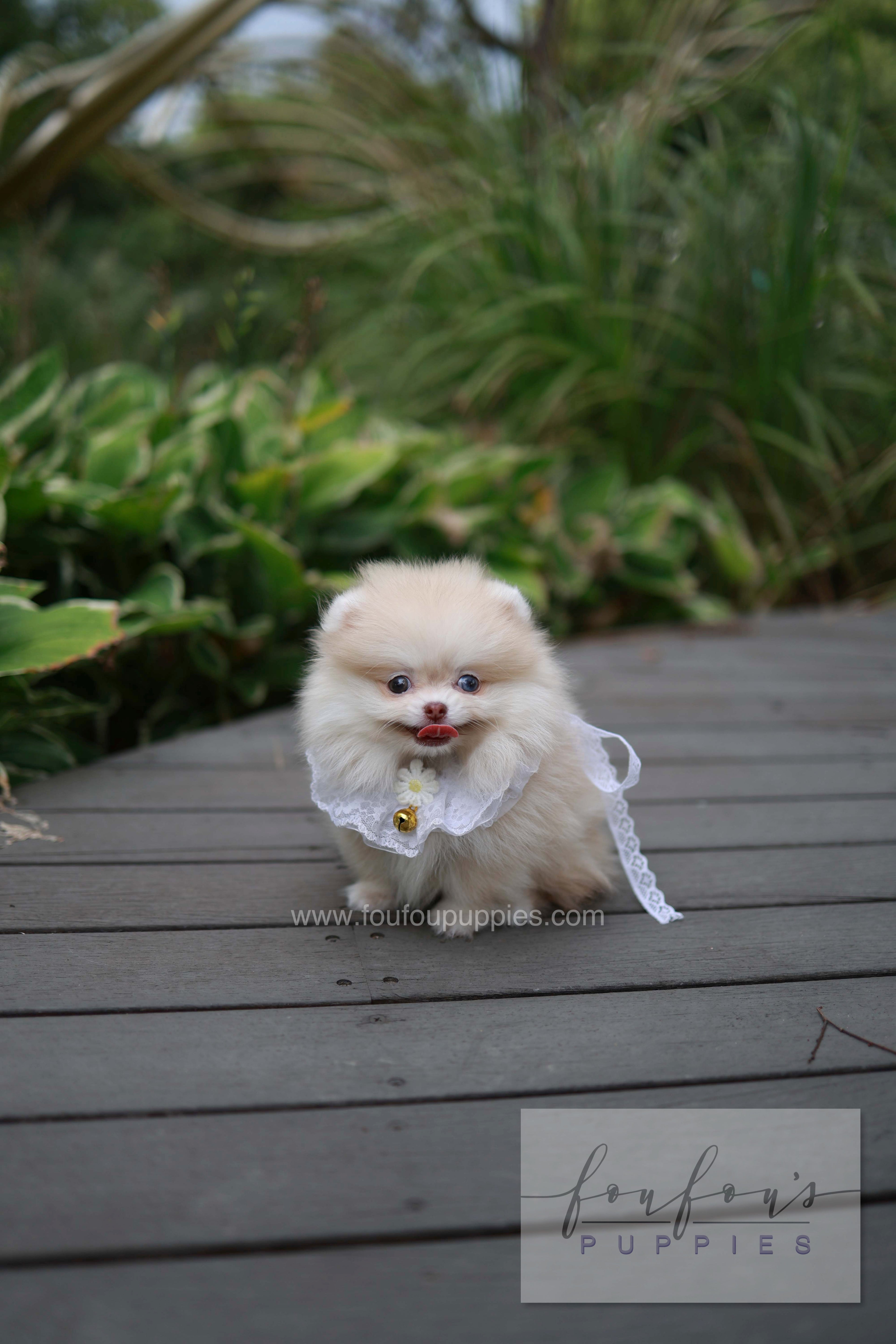 Percy - Pomeranian F.