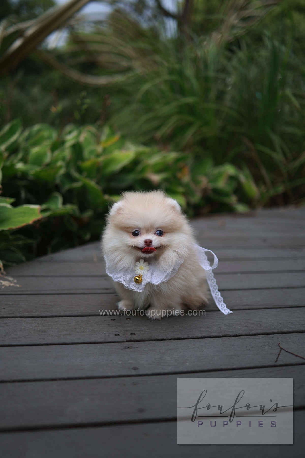 Percy - Pomeranian F.