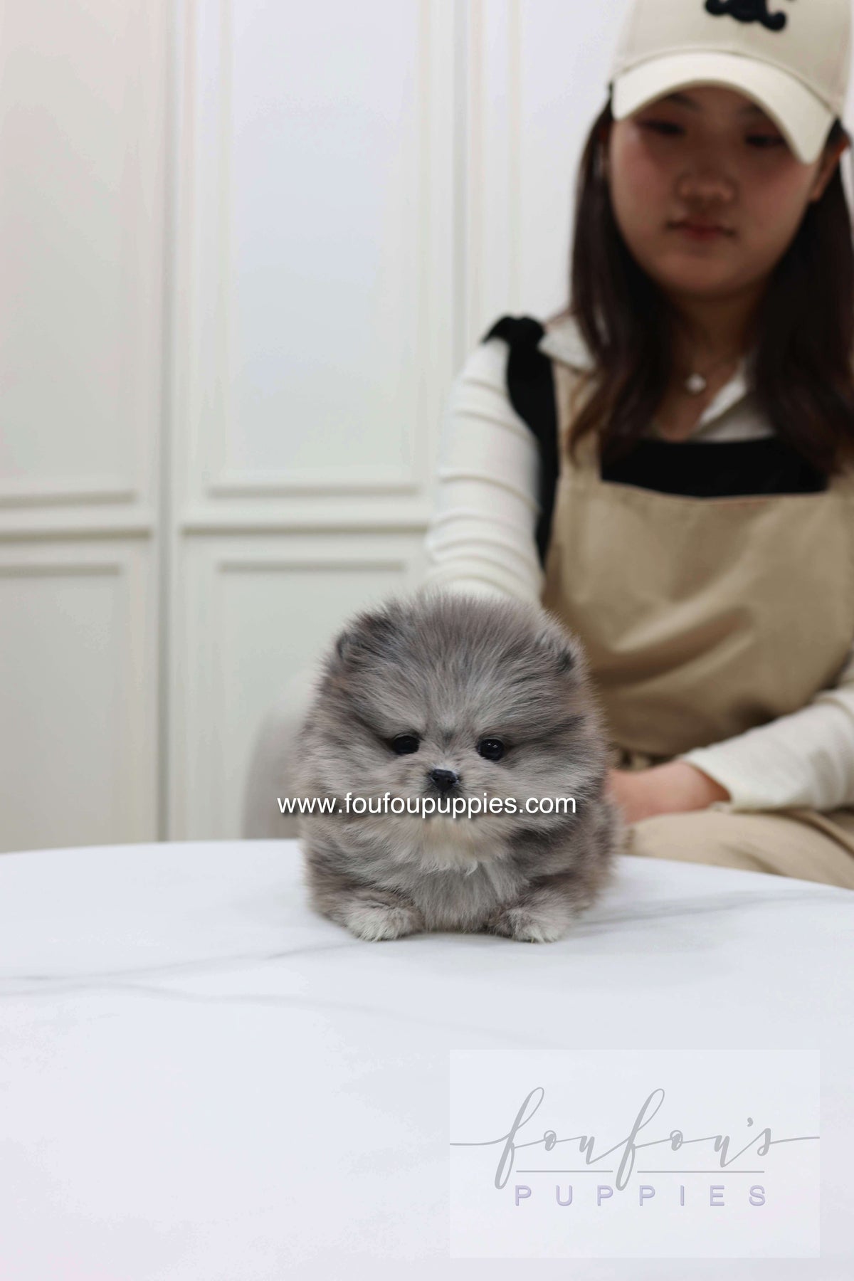 Pluto - Pomeranian M.