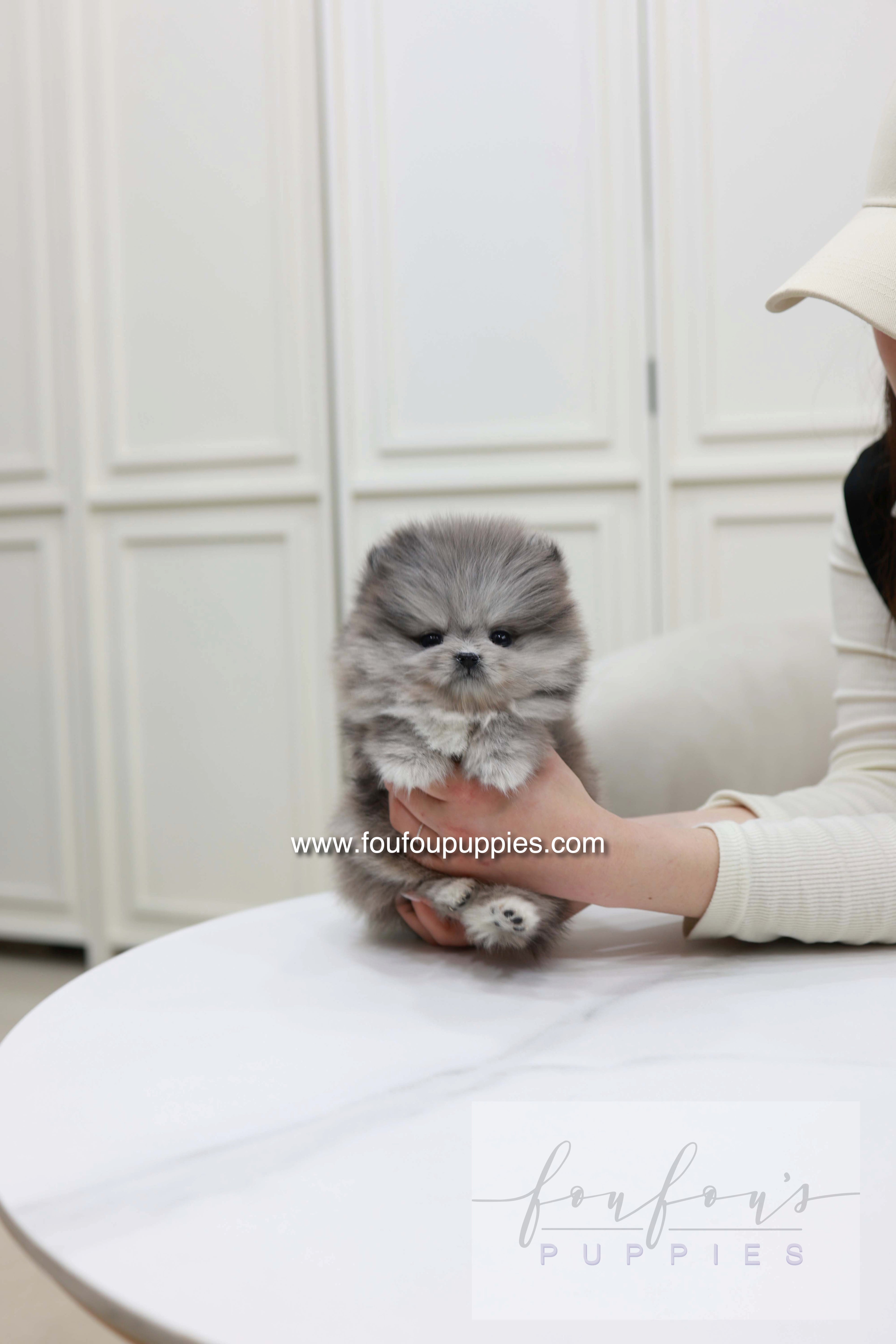 Pluto - Pomeranian M.