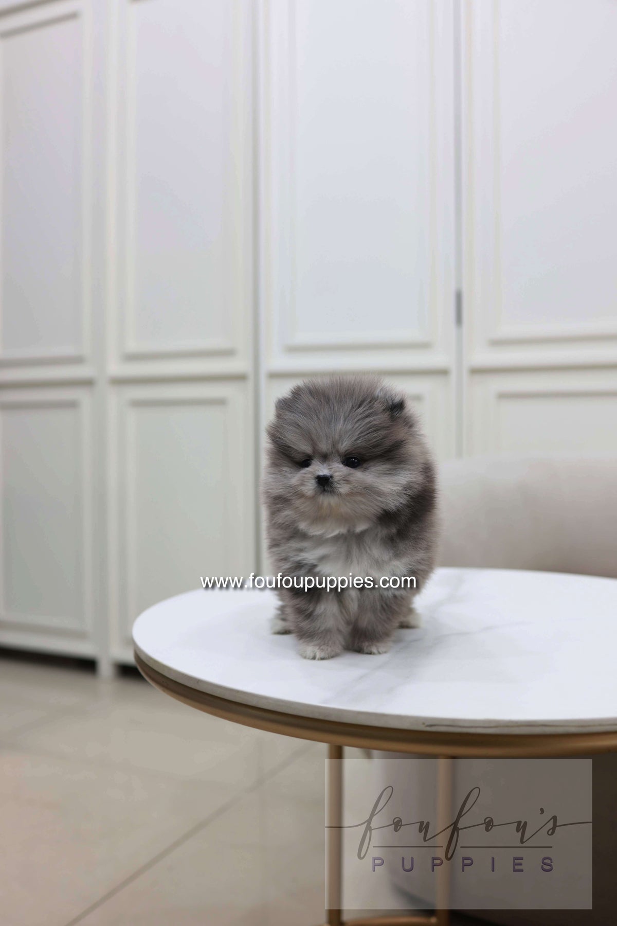 Pluto - Pomeranian M.
