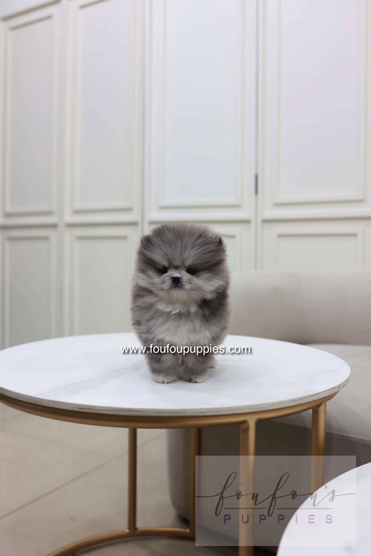 Pluto - Pomeranian M.