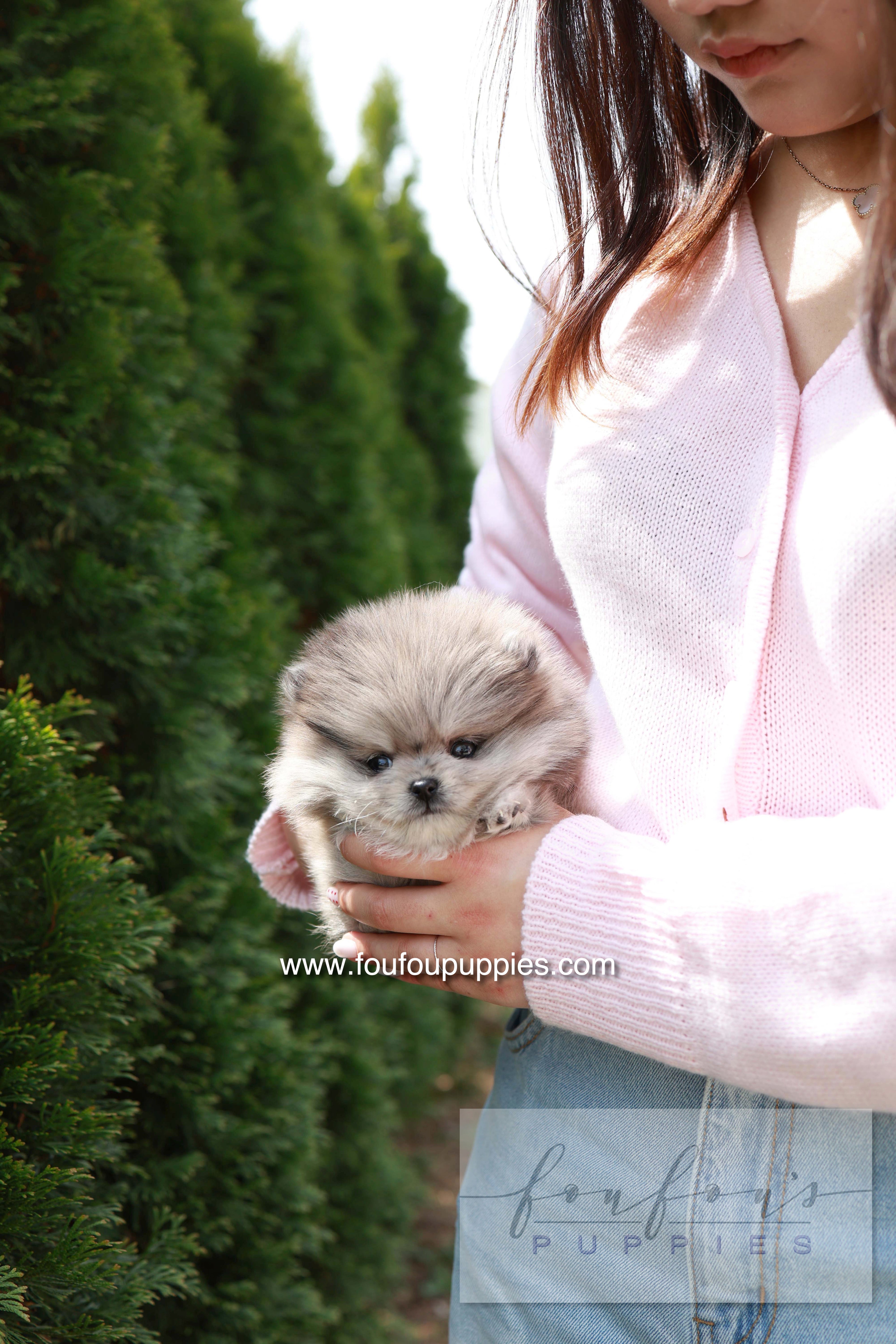 Pluto - Pomeranian M.