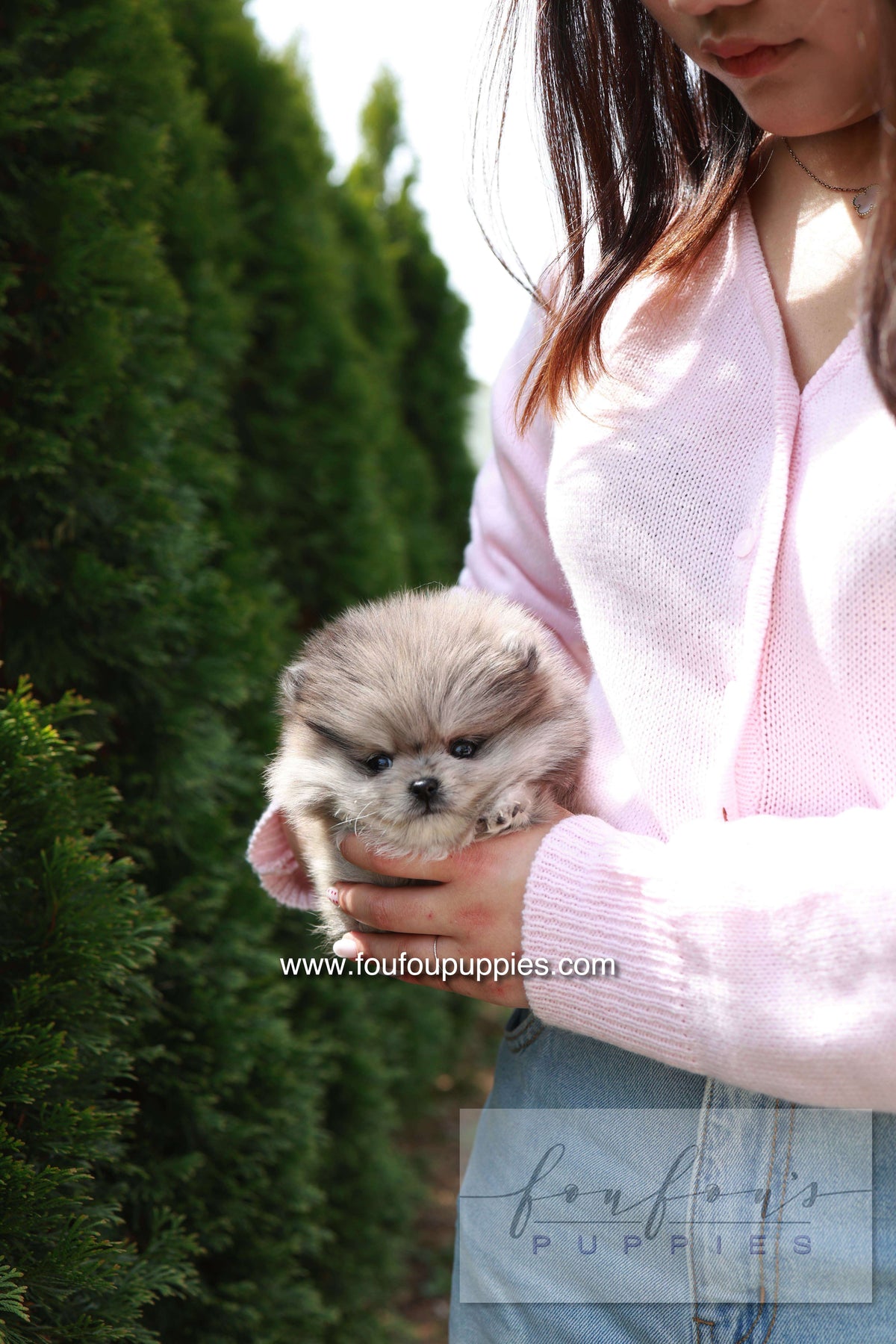 Pluto - Pomeranian M.