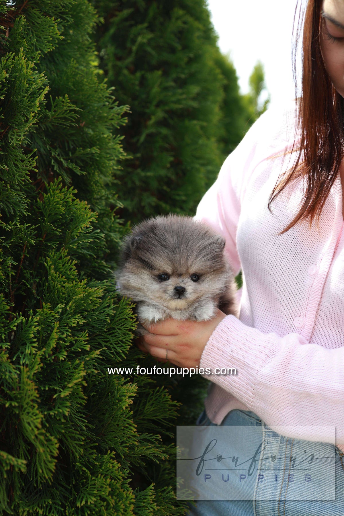 Pluto - Pomeranian M.