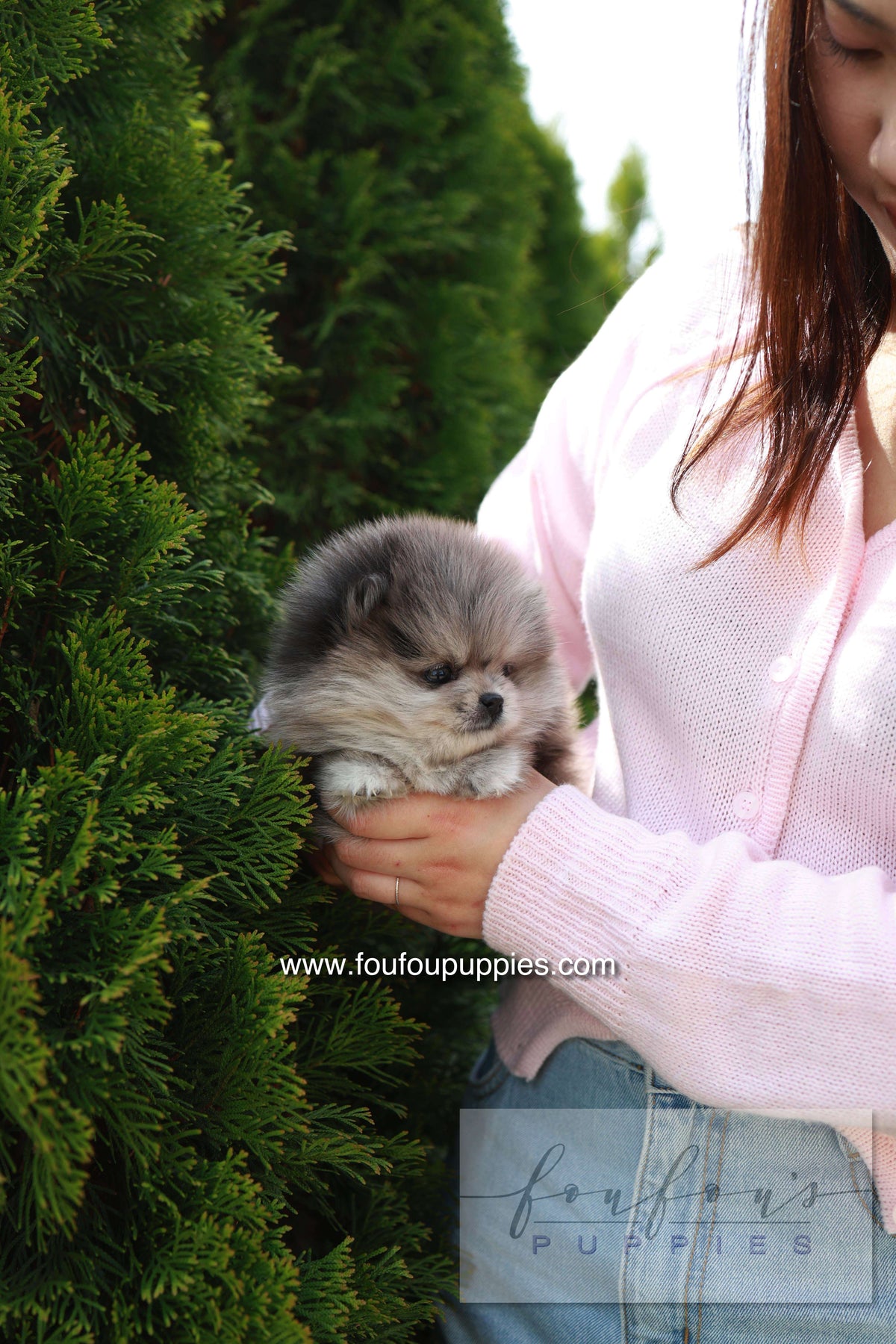 Pluto - Pomeranian M.