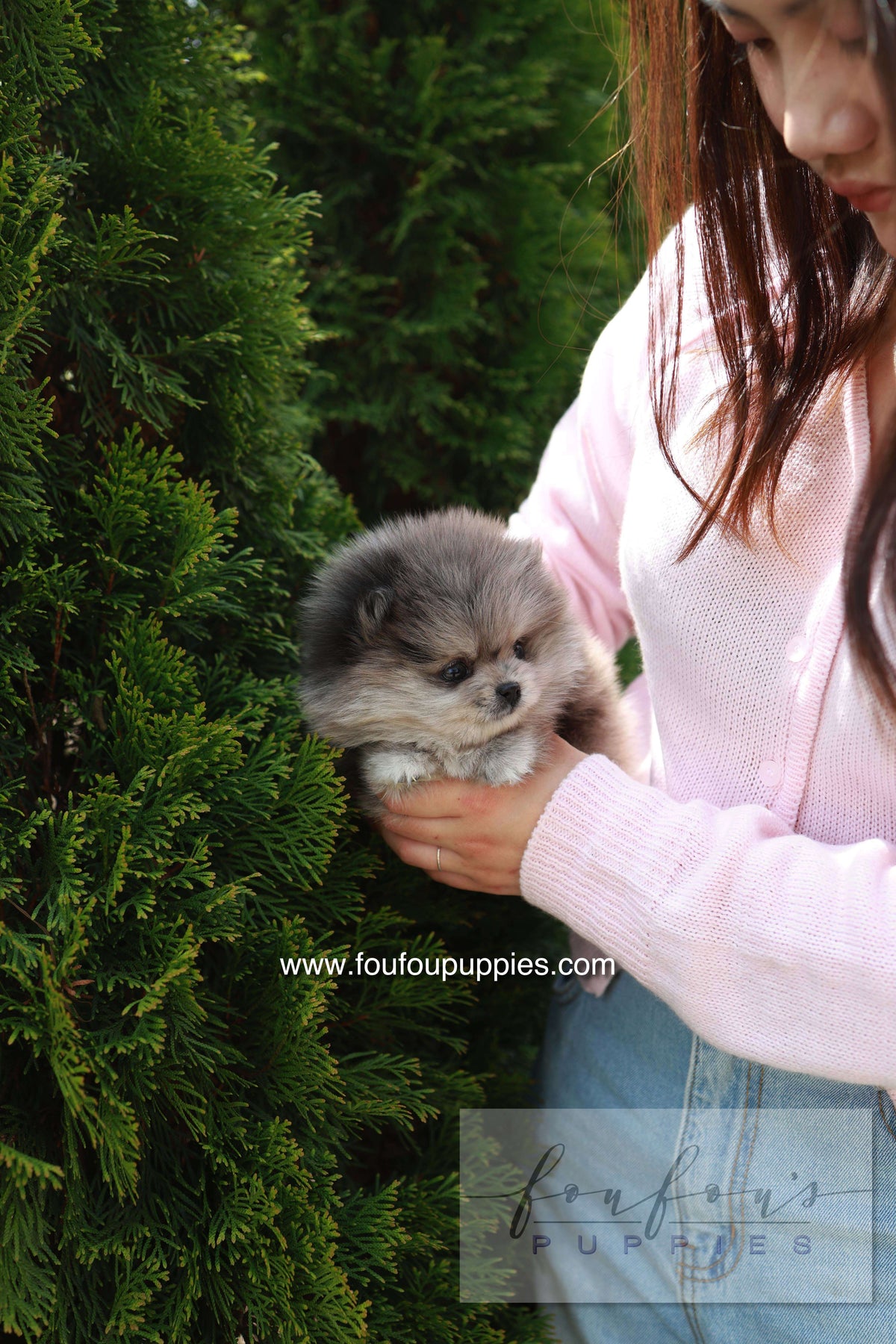 Pluto - Pomeranian M.