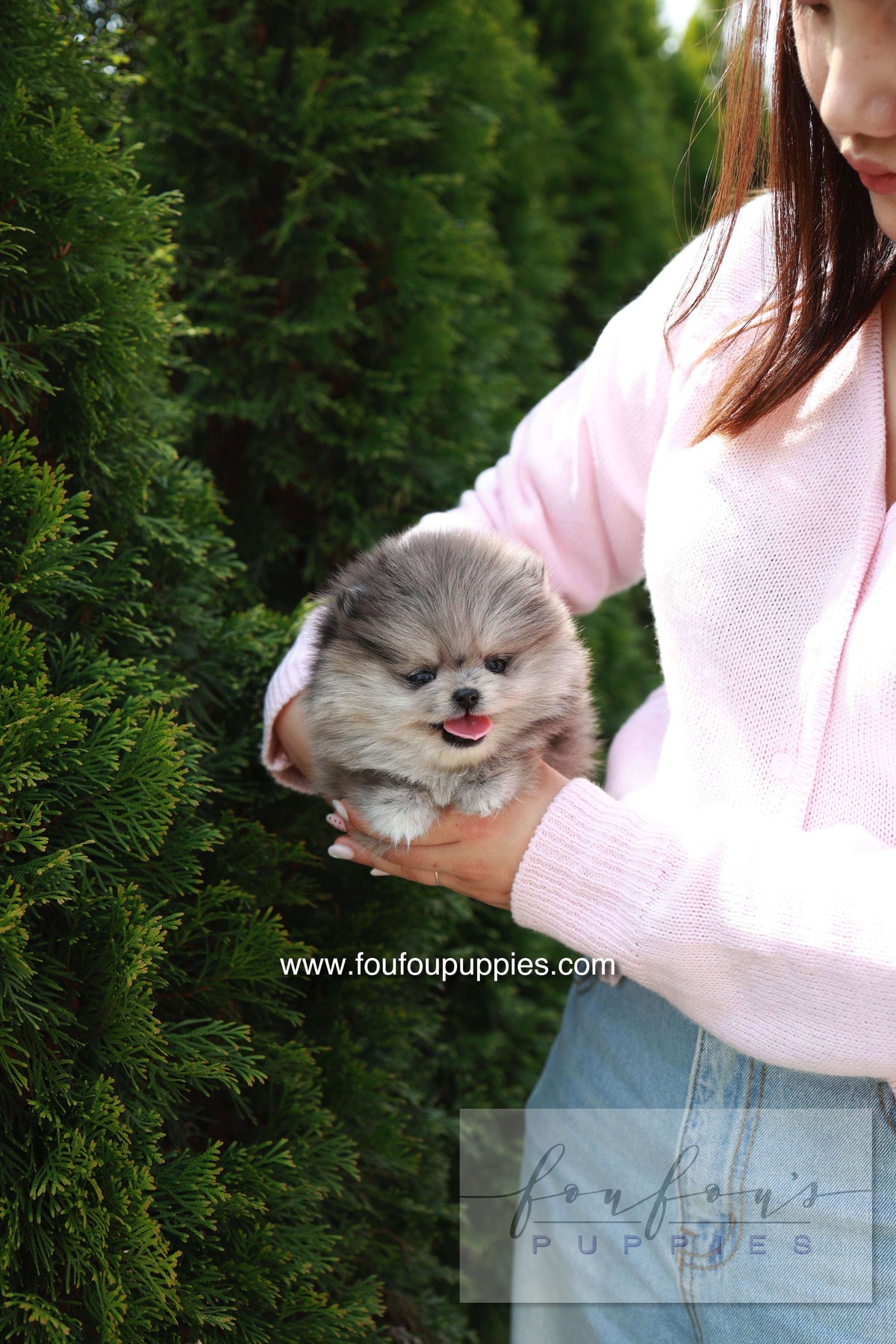 Pluto - Pomeranian M.
