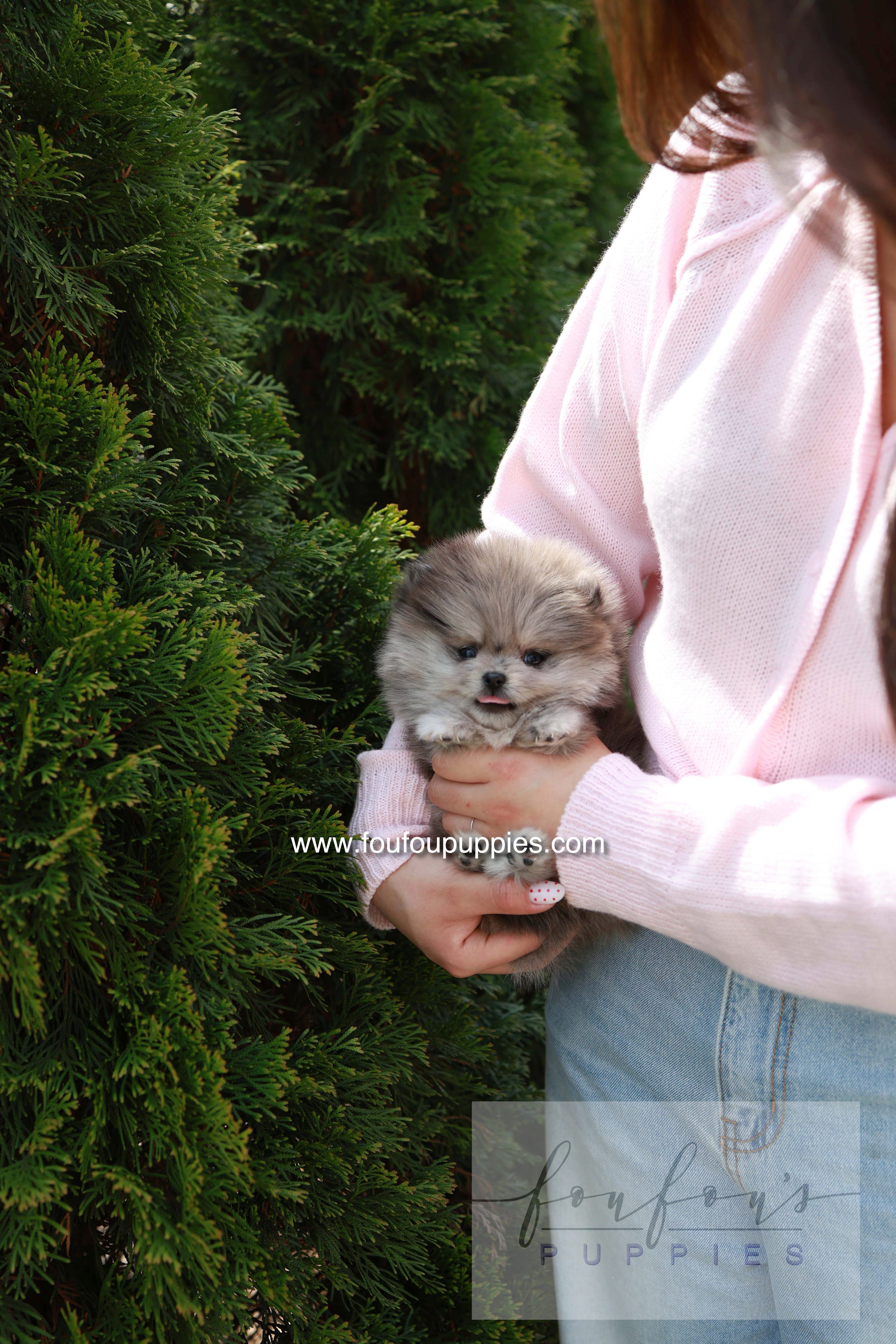 Pluto - Pomeranian M.