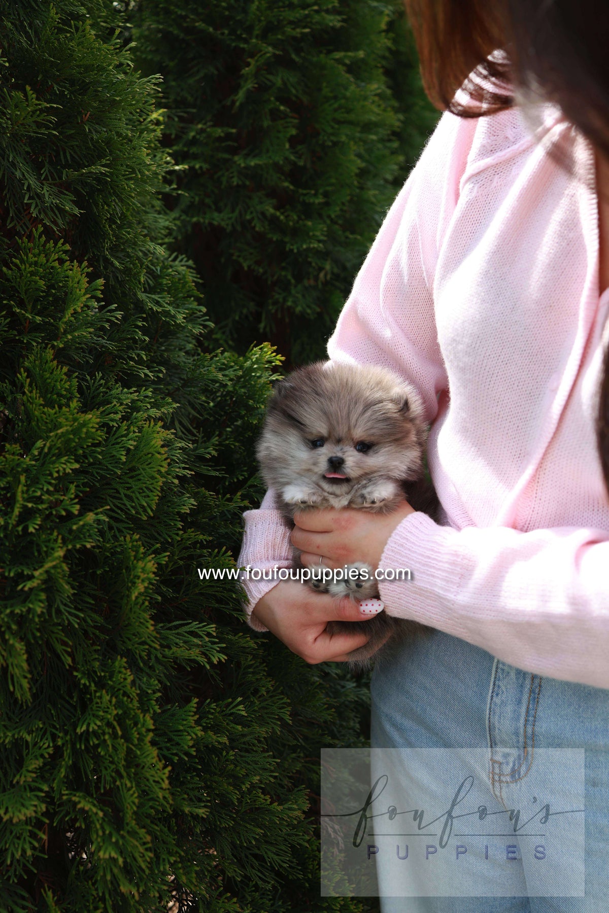 Pluto - Pomeranian M.