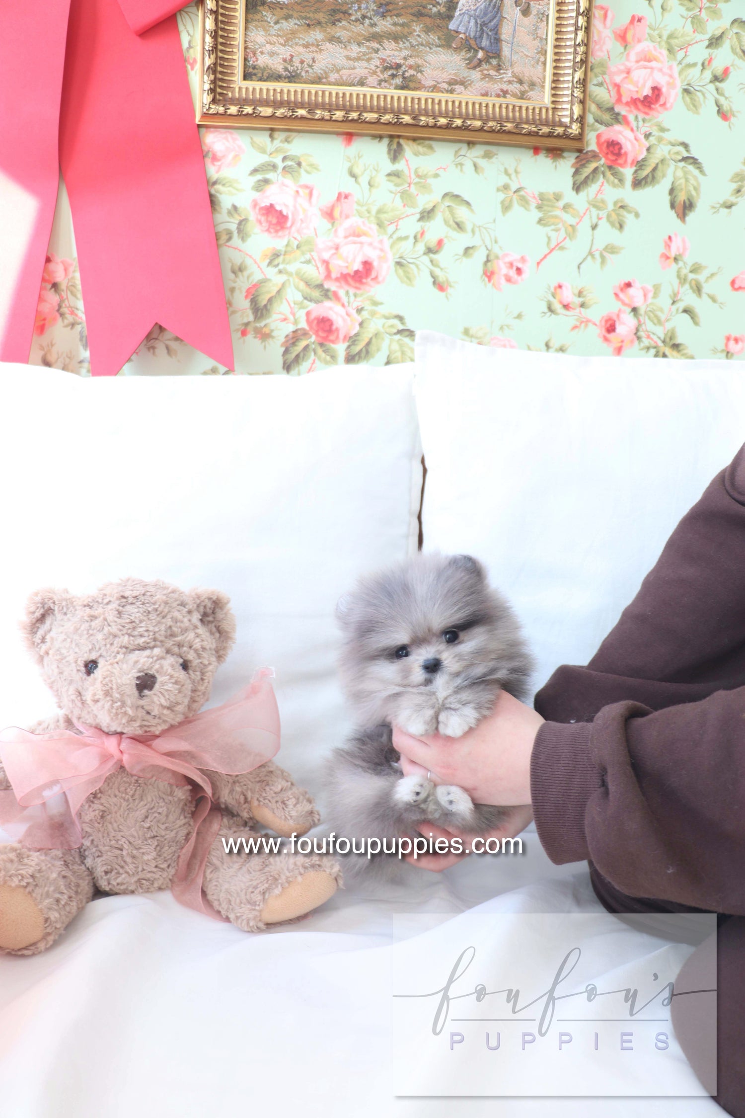 Light Blue Pomeranian