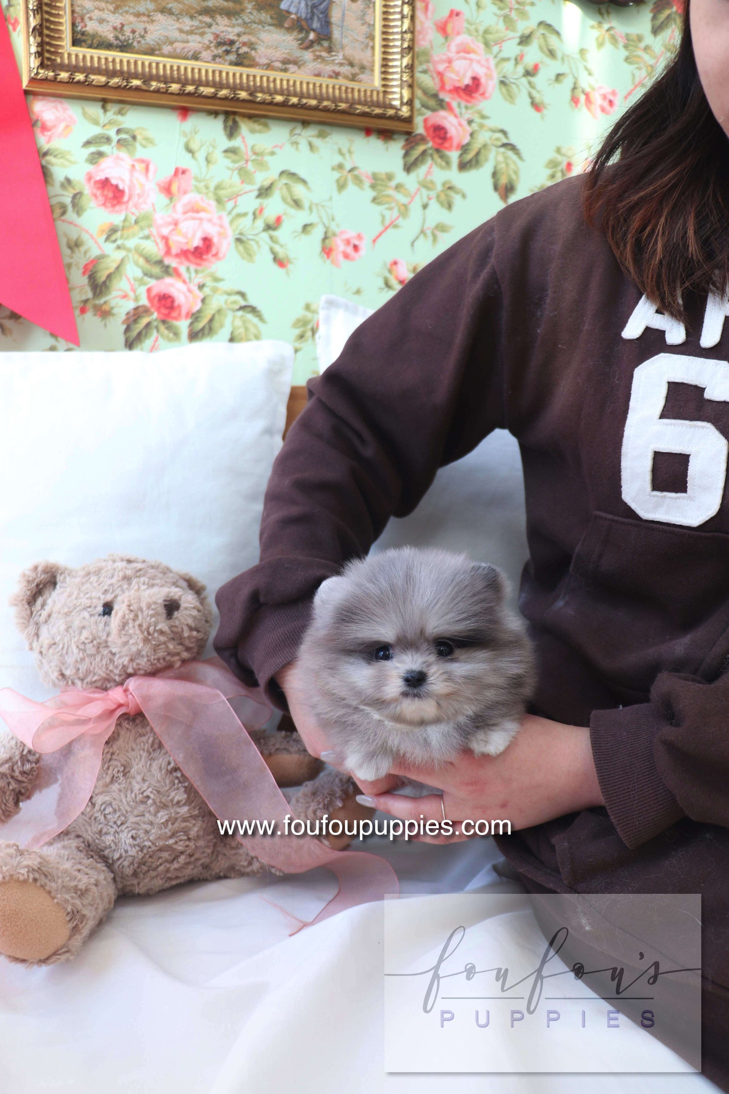 Person holding a small gray dog next to a teddy bear with a floral wallpaper background