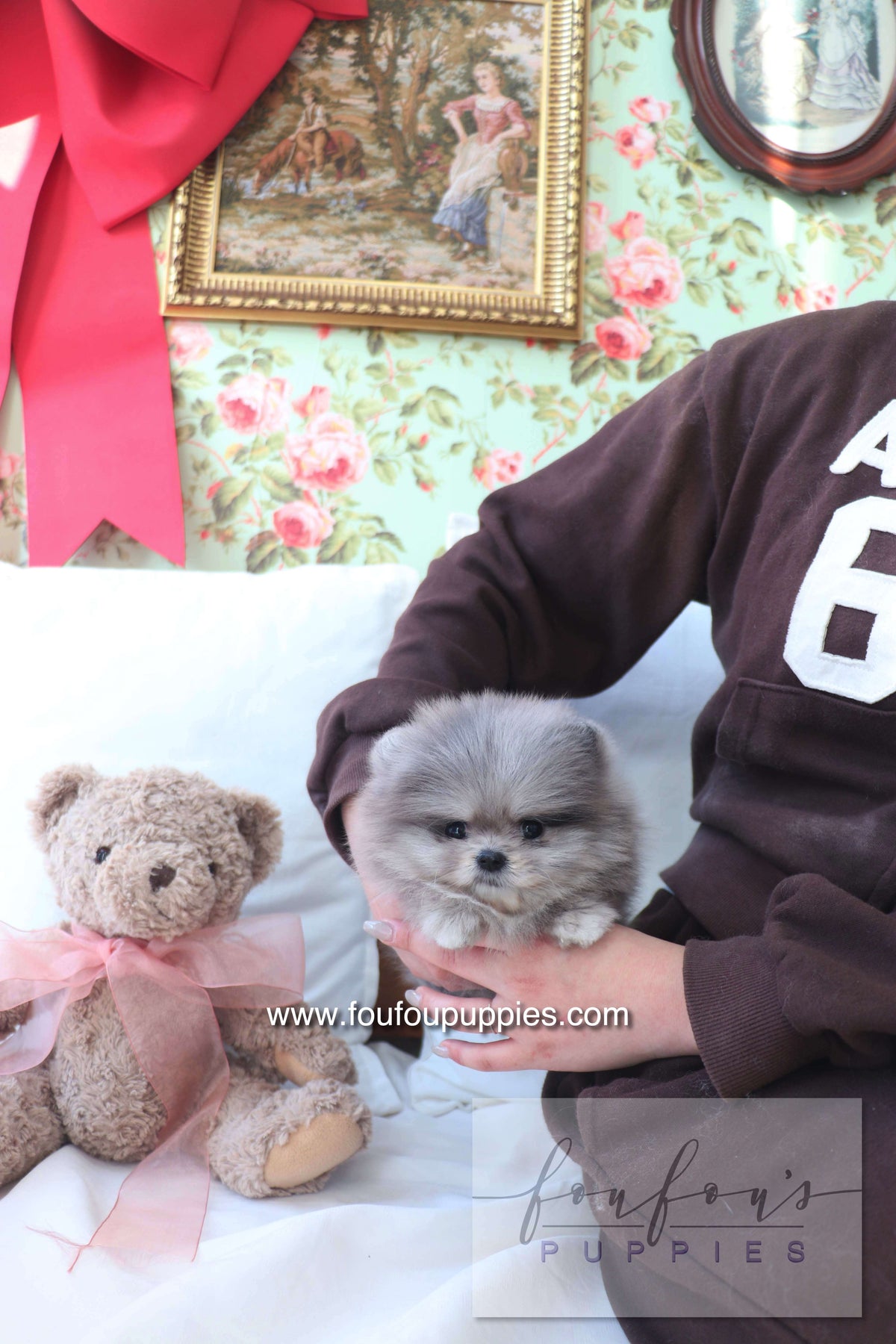 Nola - Pomeranian F.